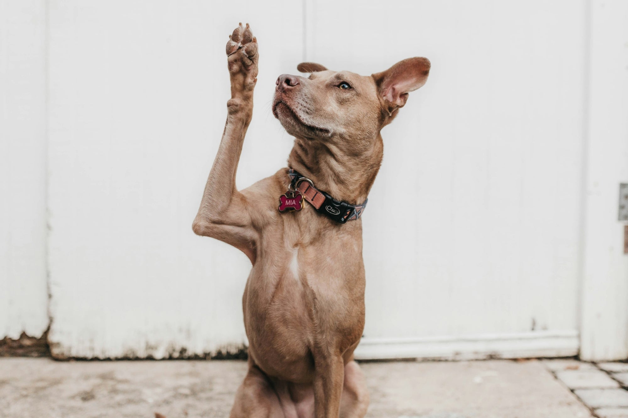 How to Train a Dog? A Guide to Successful Dog Training