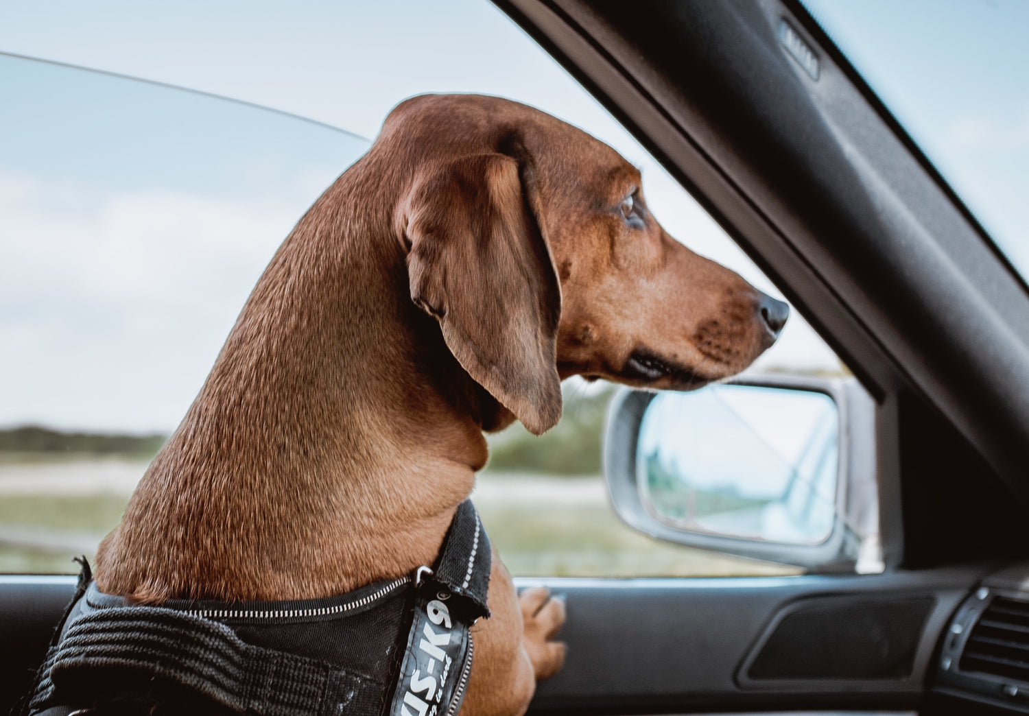 How to get your puppy used to car trips