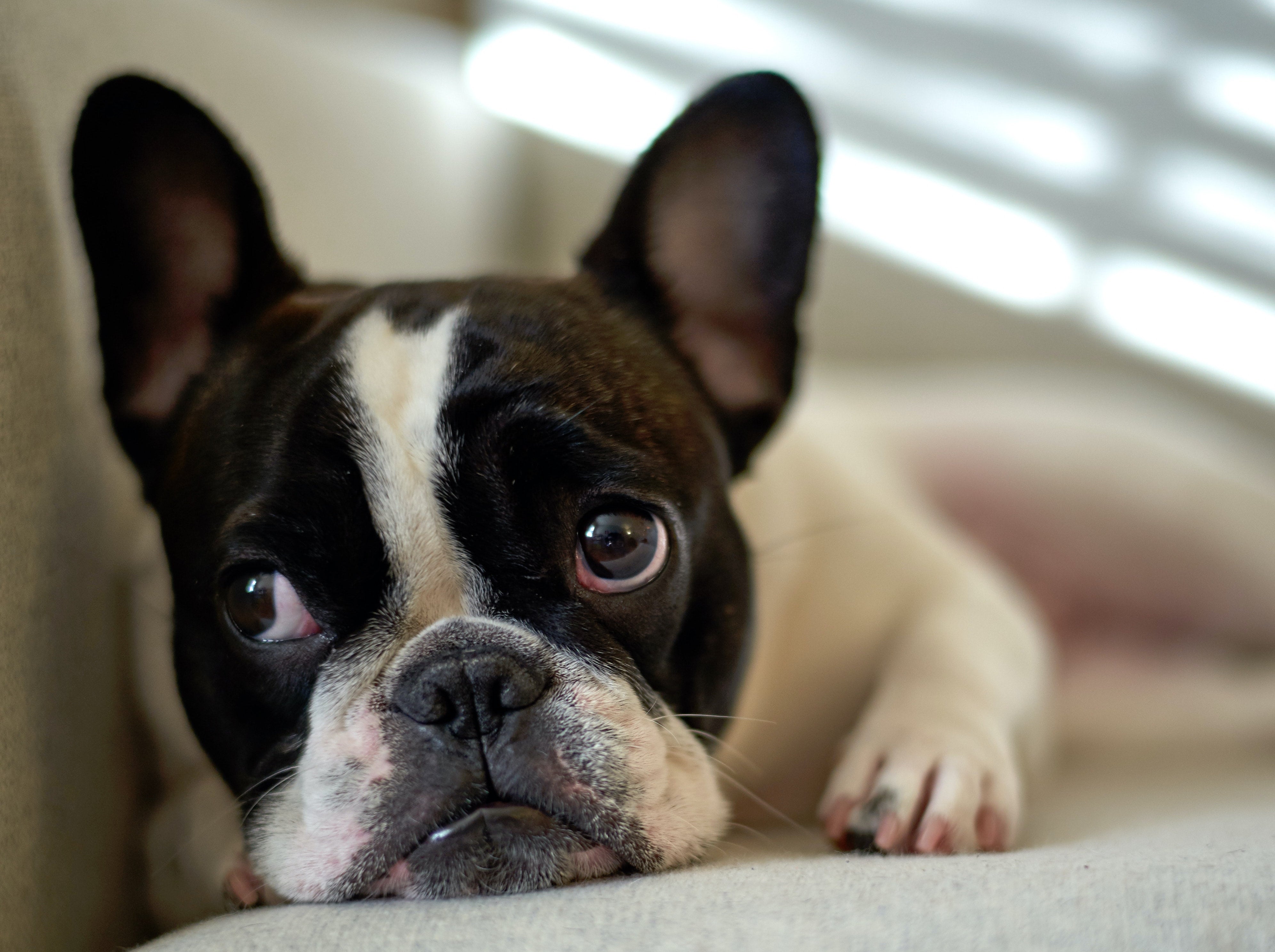 How to Keep Your Dog Calm During a Thunderstorm
