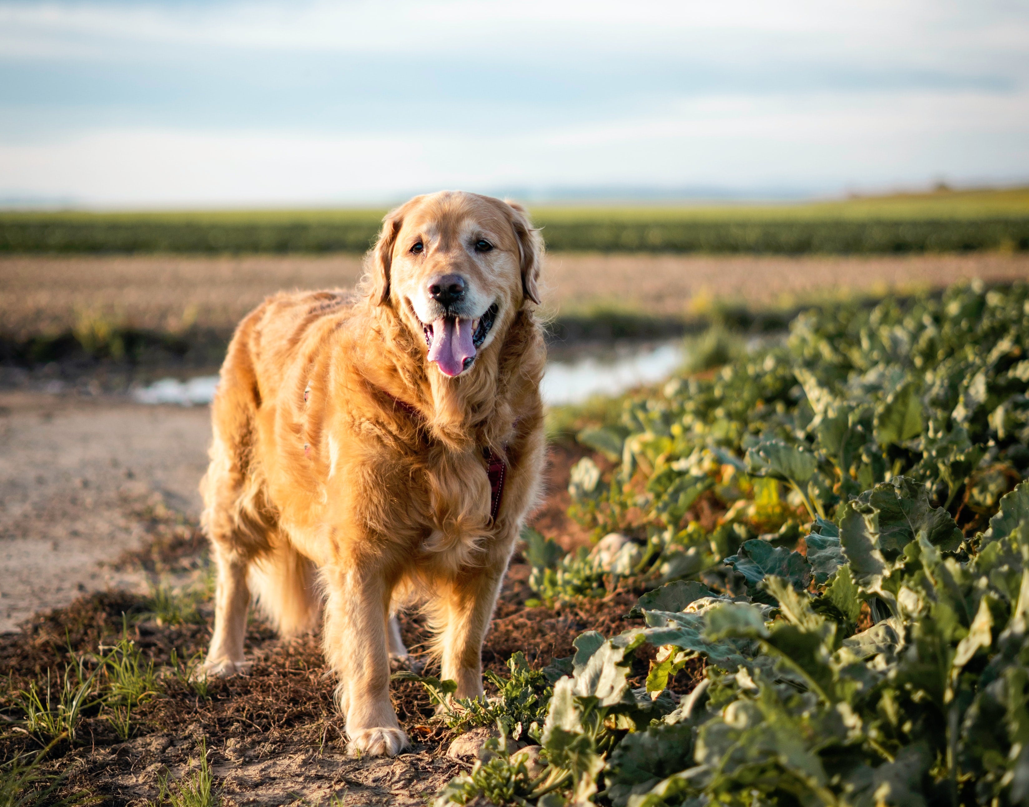 How to Maintain Your Senior Dog's Joint Health