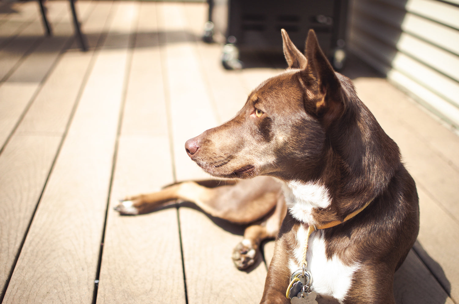 How to prevent your dog from overheating