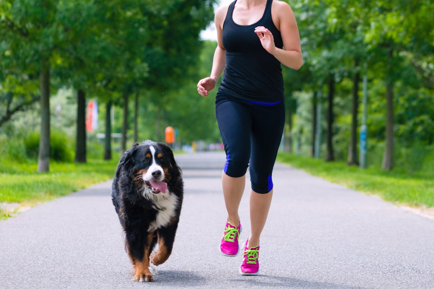 Running with a dog, how to start running with your dog