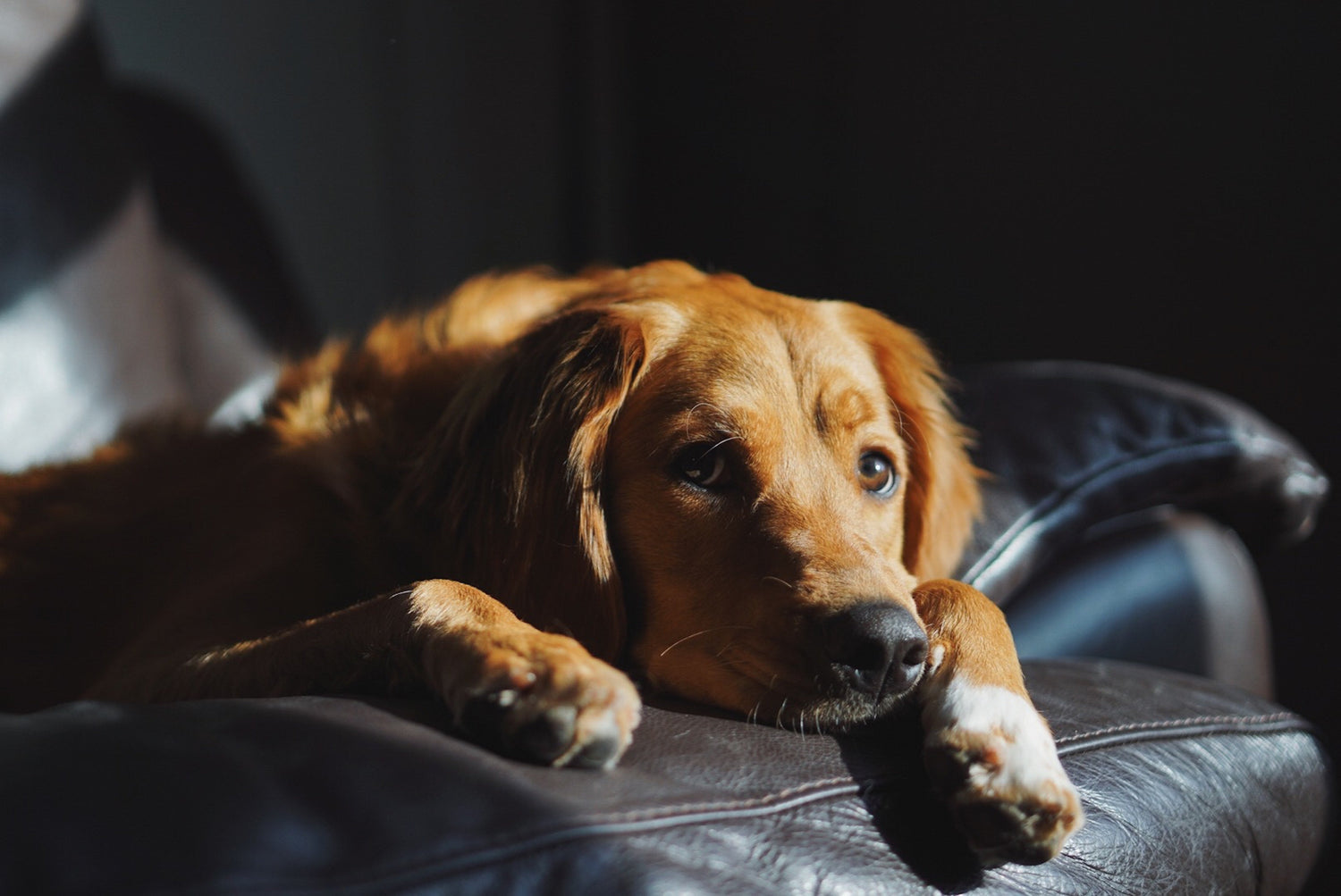 How to Tell If Your Dog Has Arthritis