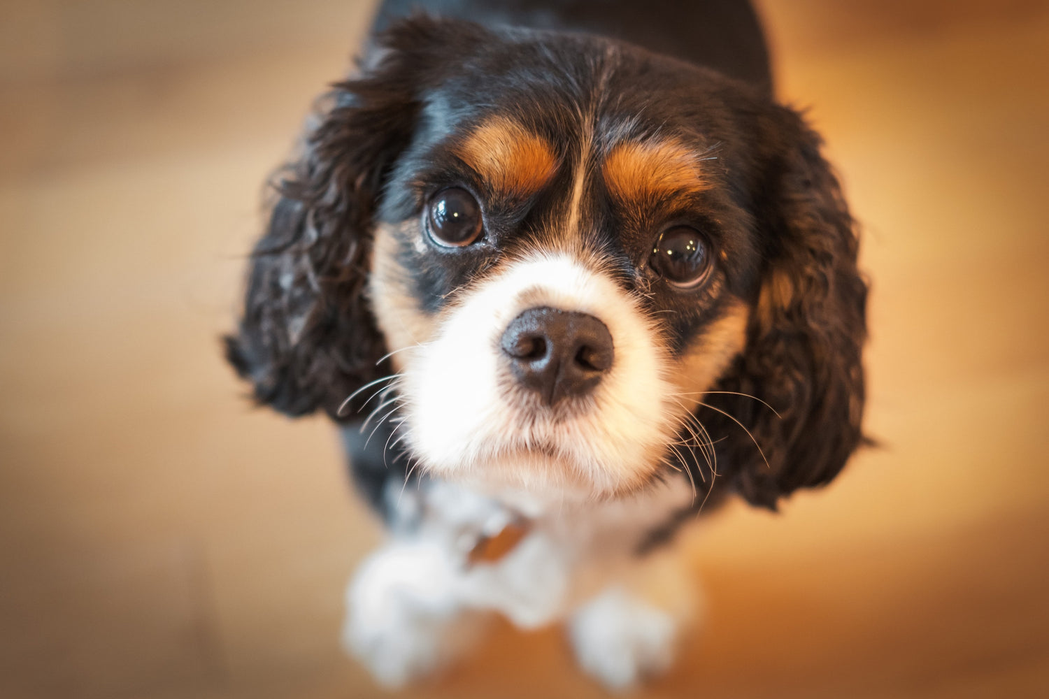 Is your puppy ready to switch to adult dog food?