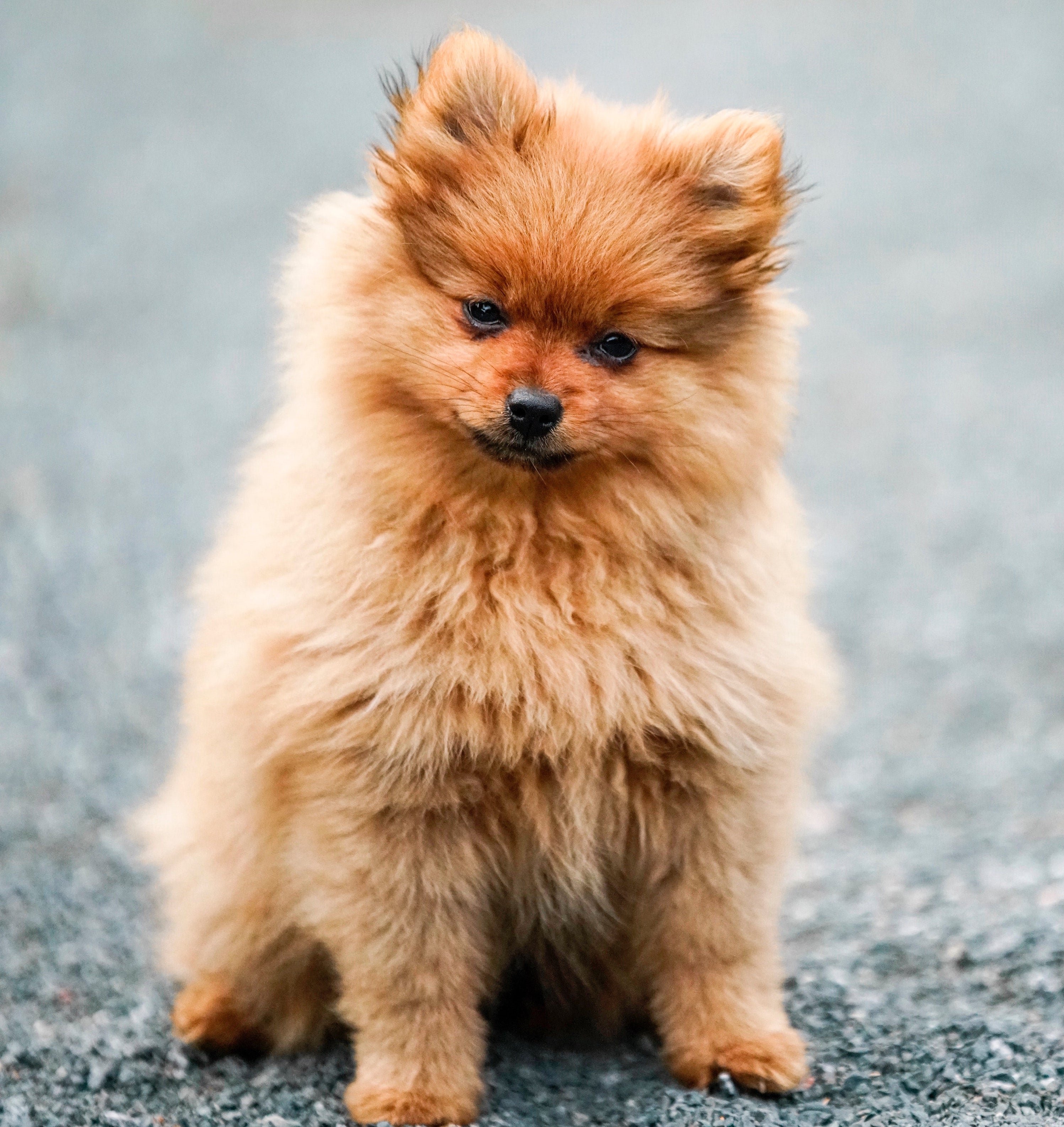 Pomeranian favourite food discount
