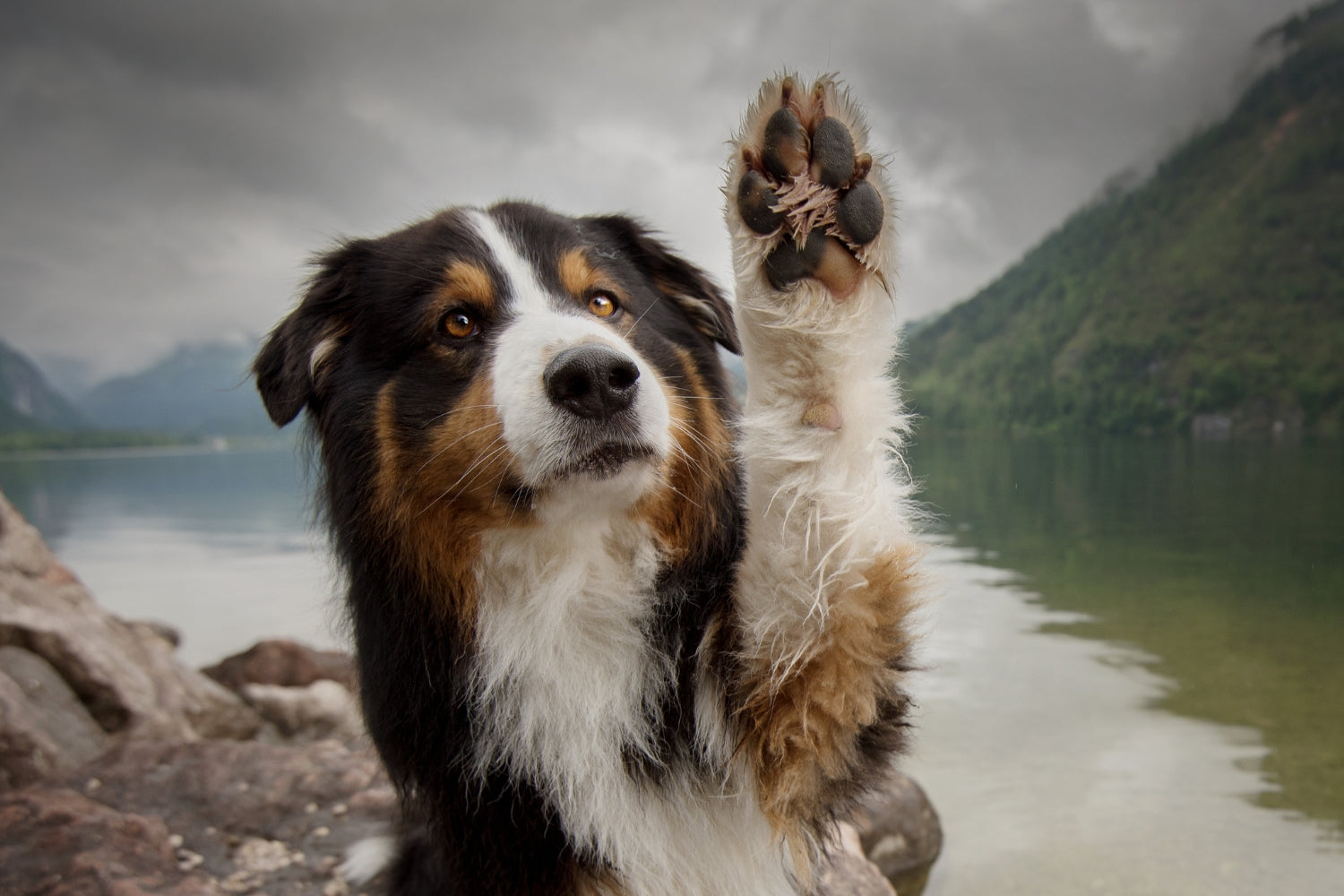 why does dog lick paw balm off