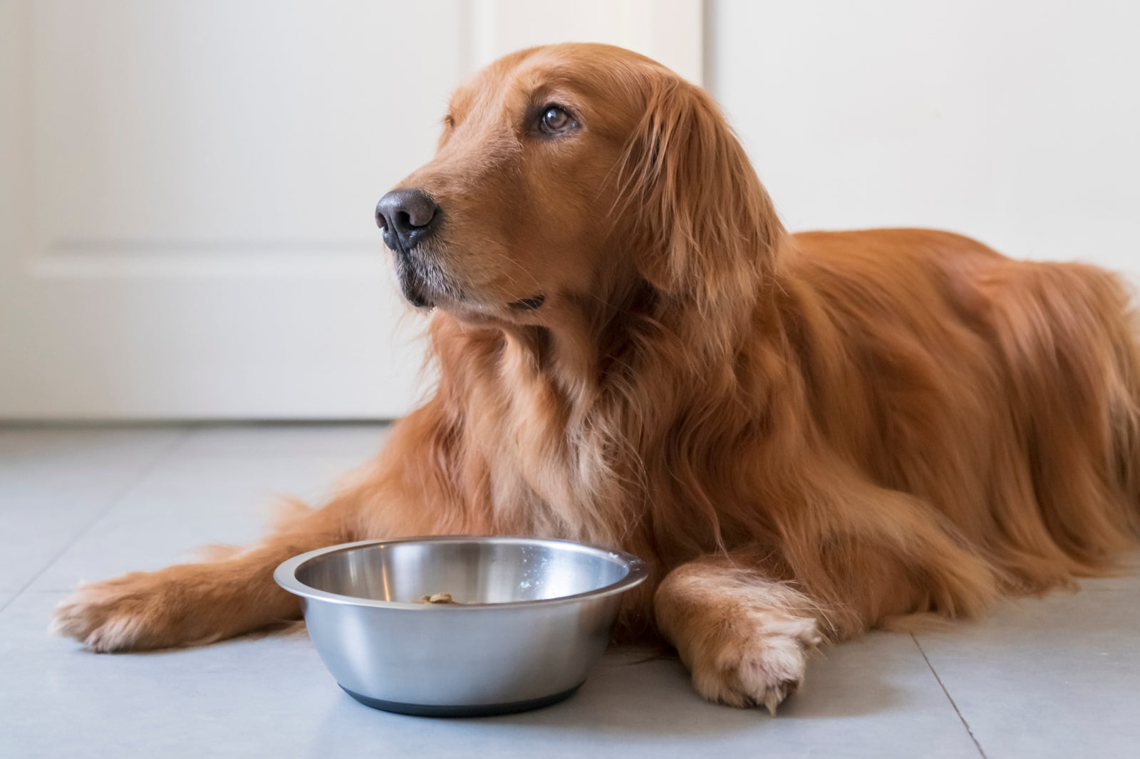 Reasons Why My Dog Doesn’t Want to Eat