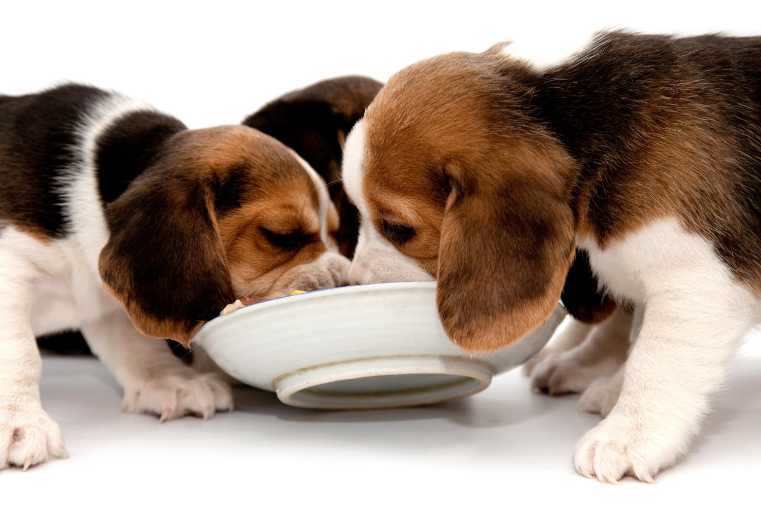 Puppies eating, choosing the right food for a puppy