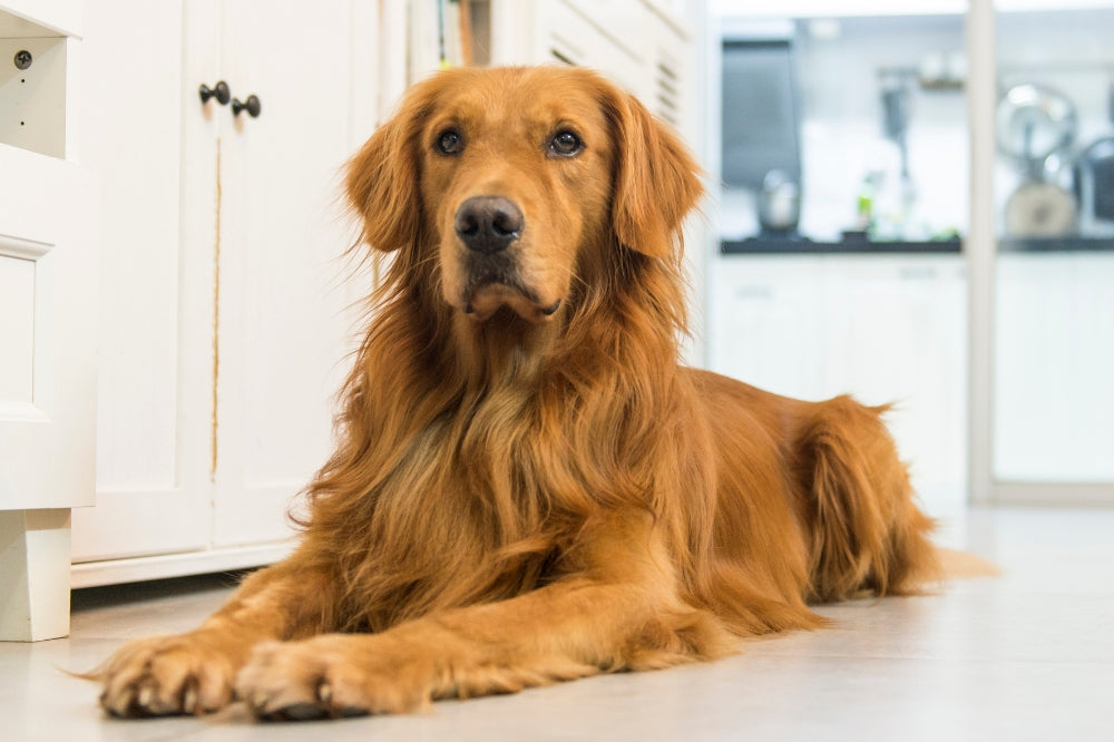 Golden Retriever - is it a good breed for you?