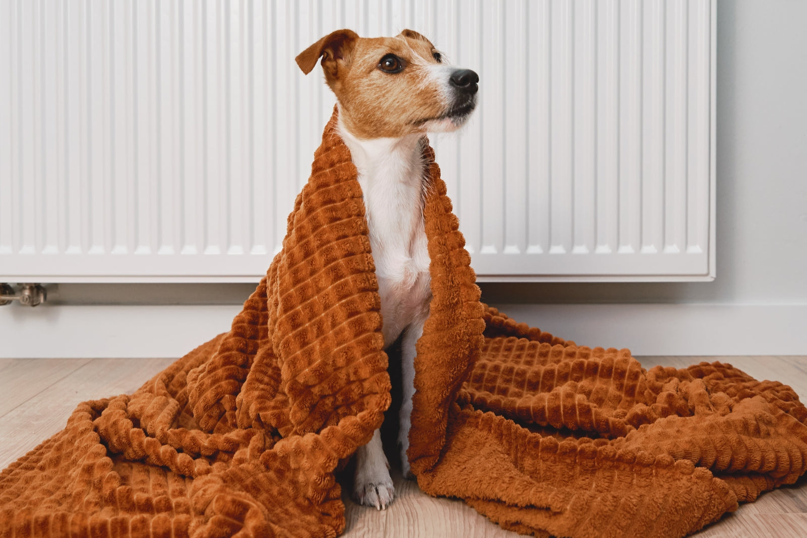 dog in the blanket, how do i know if my dog is cold 