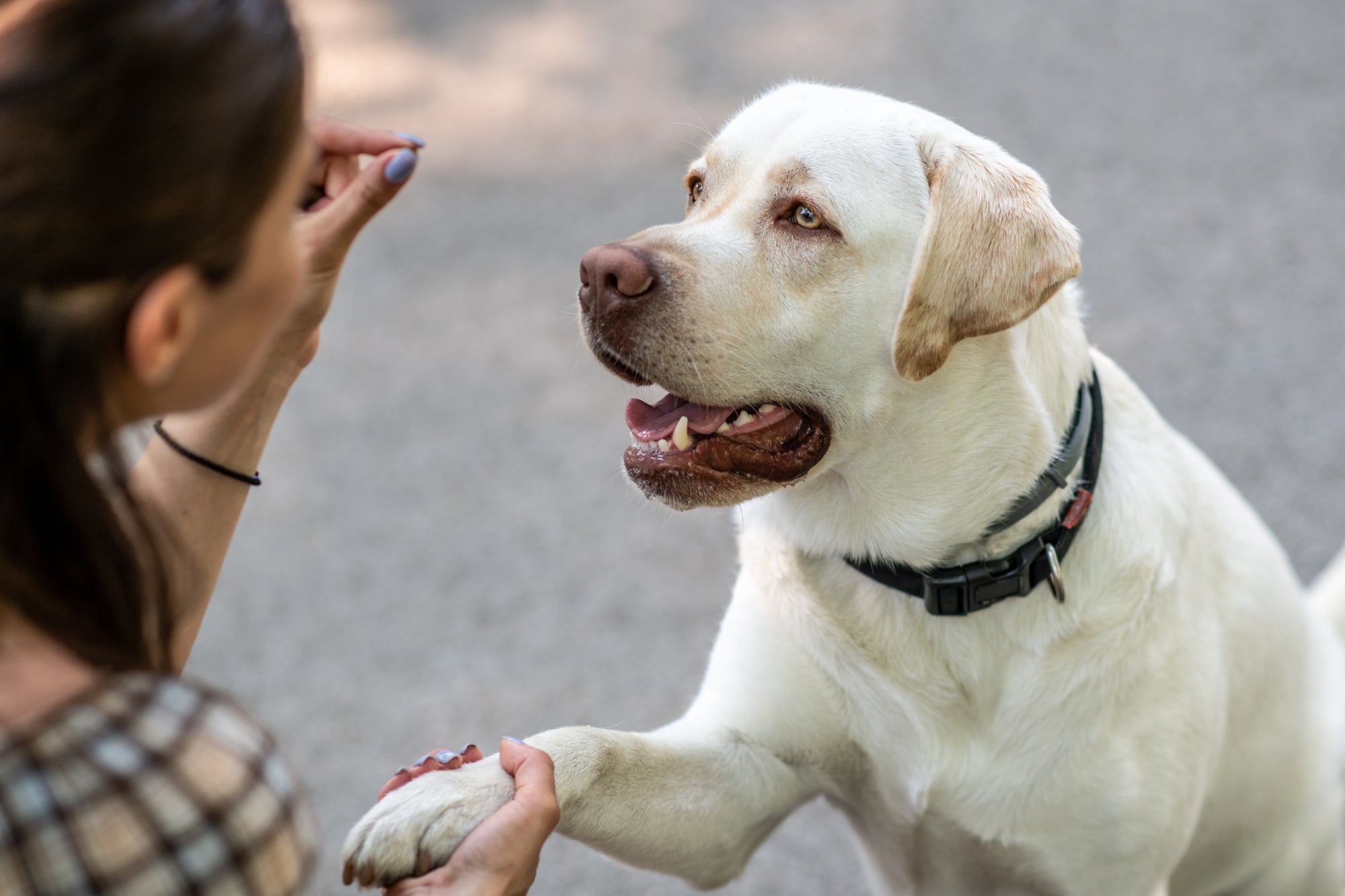 To Treat or Not to Treat? The Role of Treats in Dog Training