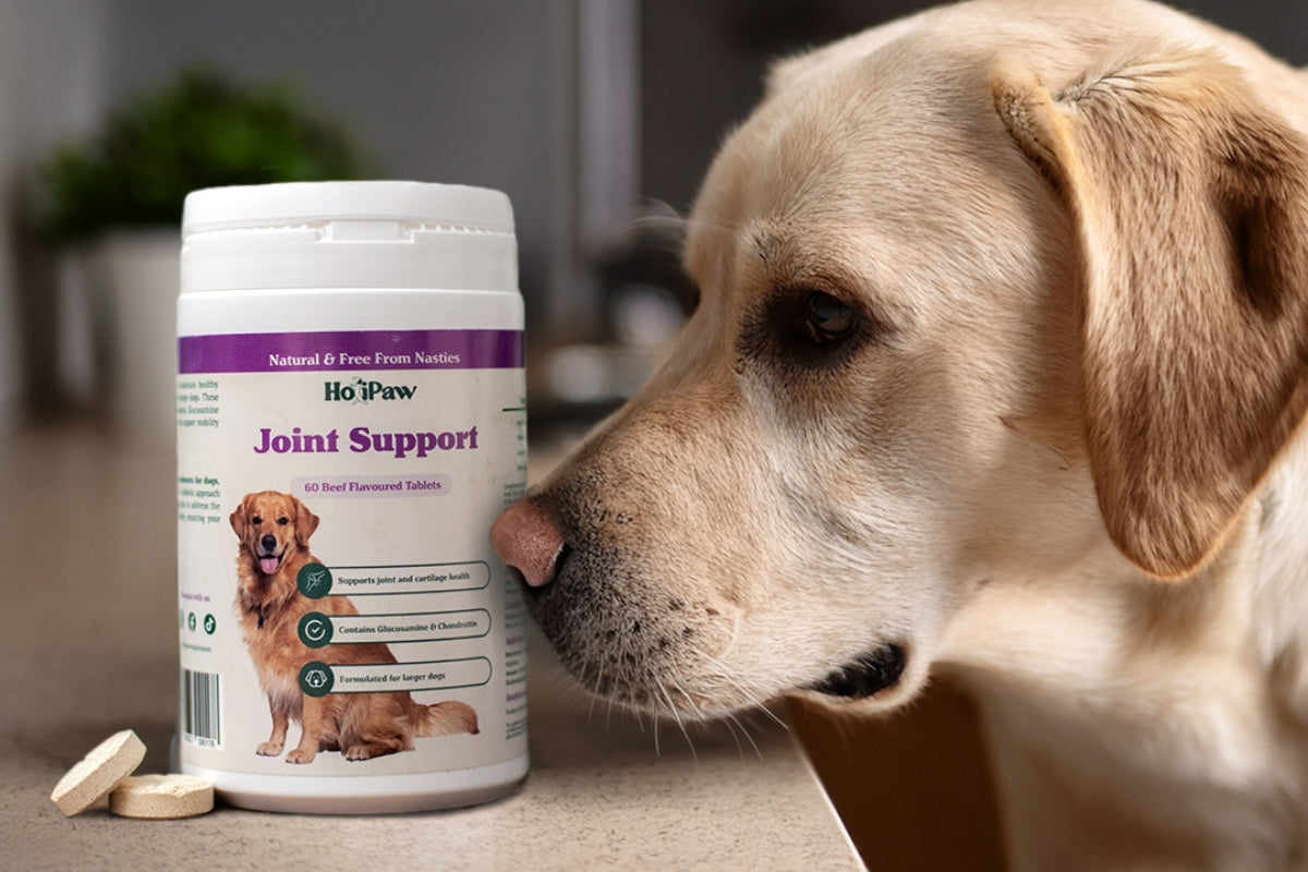 Top Signs Your Dog May Need a Joint Supplement