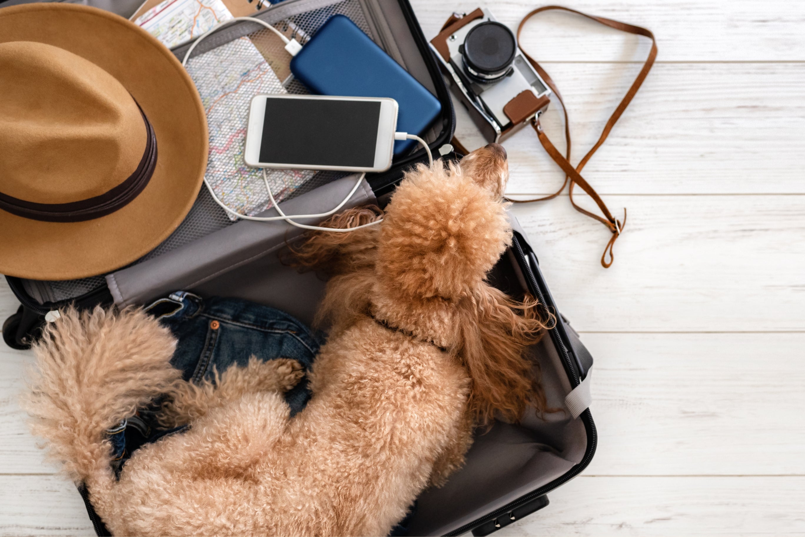 Travelling with a Dog, Suitecase with a Dog, and Tips for Travelling with a Dog