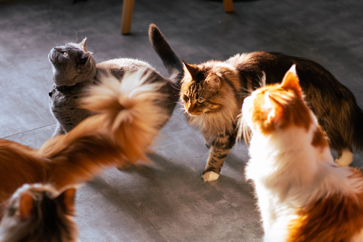 The most popular cat breeds in the UK
