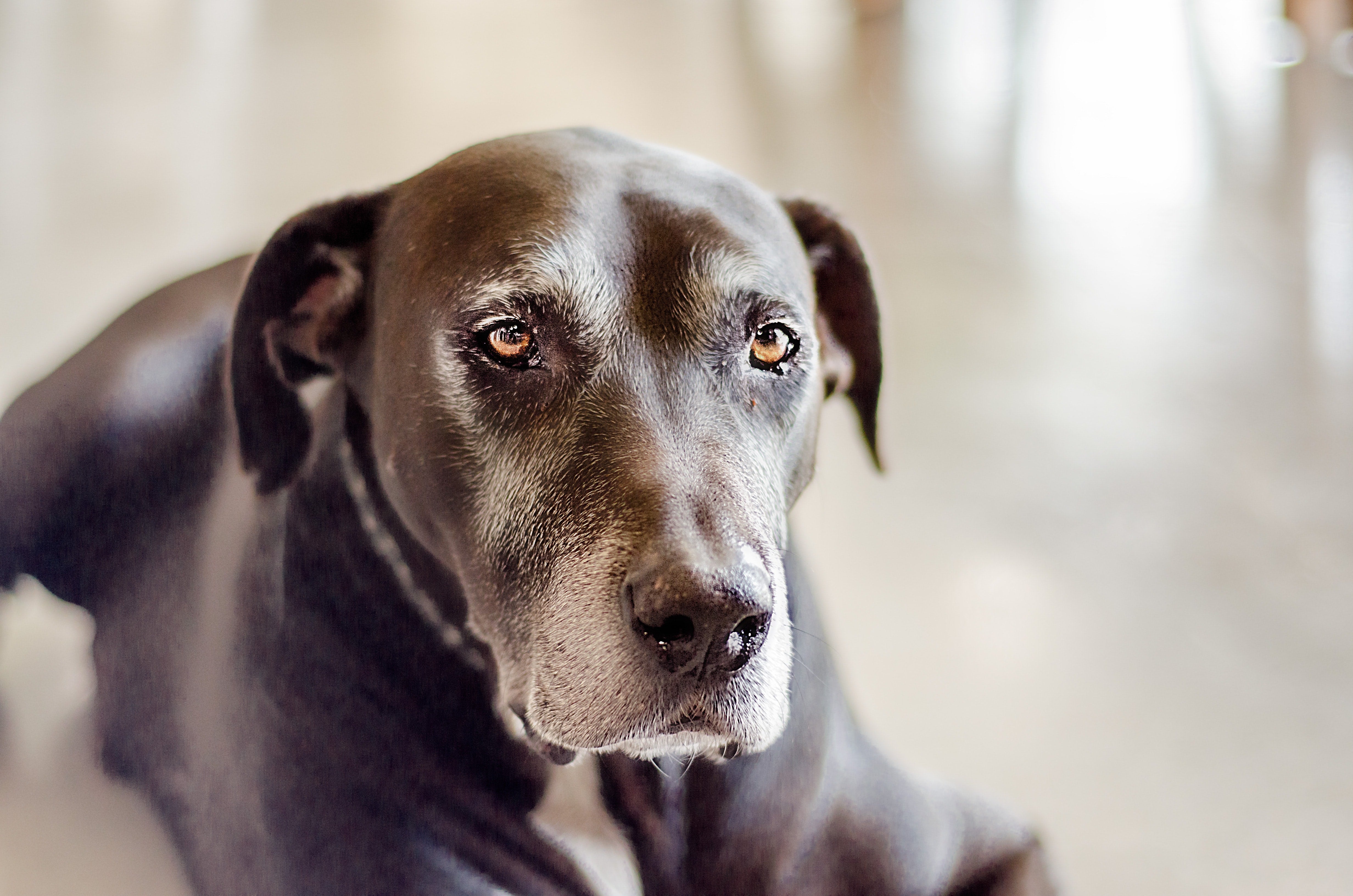 Vision loss in dogs: what causes it and how to manage it