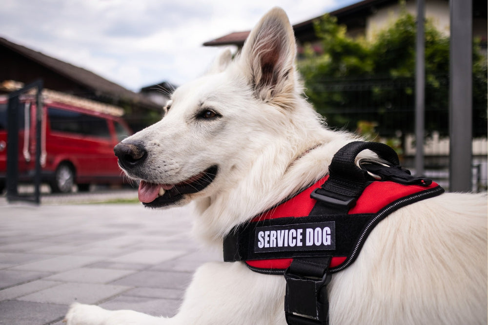 What Is an Assistance Dog and What Do They Do?