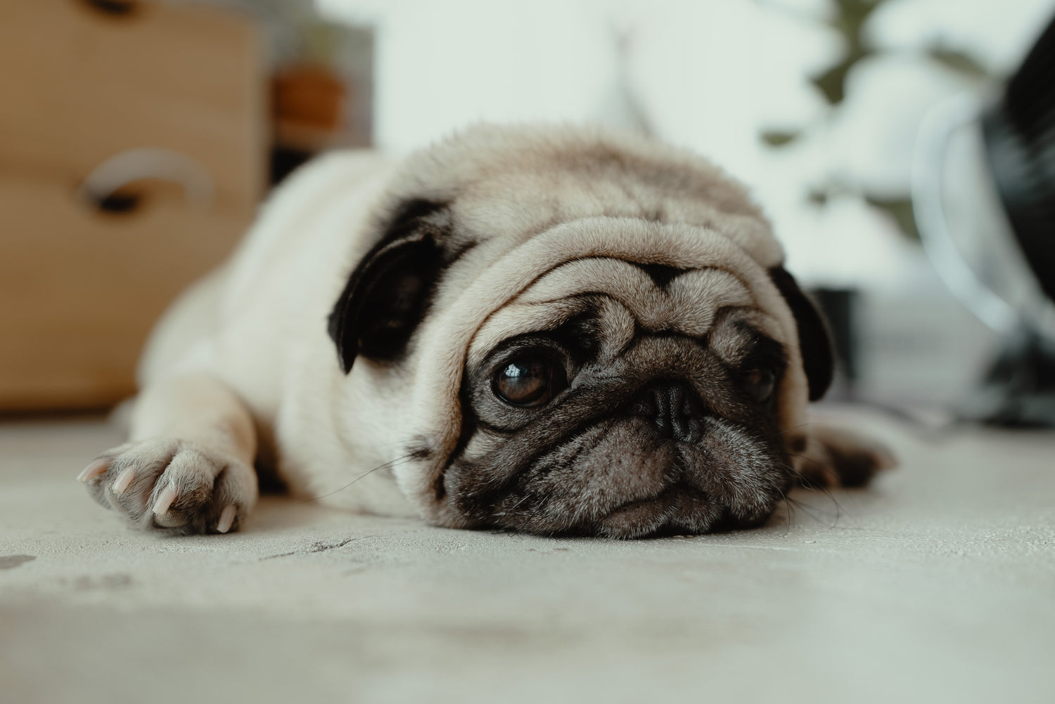 What are the causes and symptoms of pancreatitis in dogs?