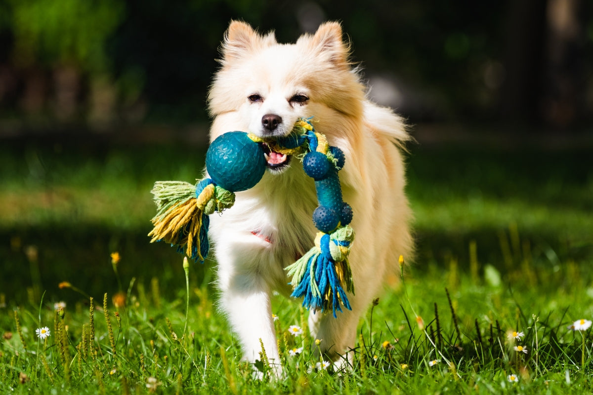 What colours can dogs see? Dog with blue and yellow toy