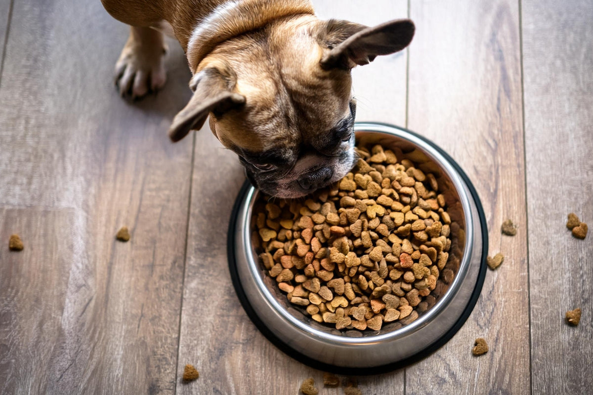 Dog eating MyPetSays Impact+ Hydrolysed dog food