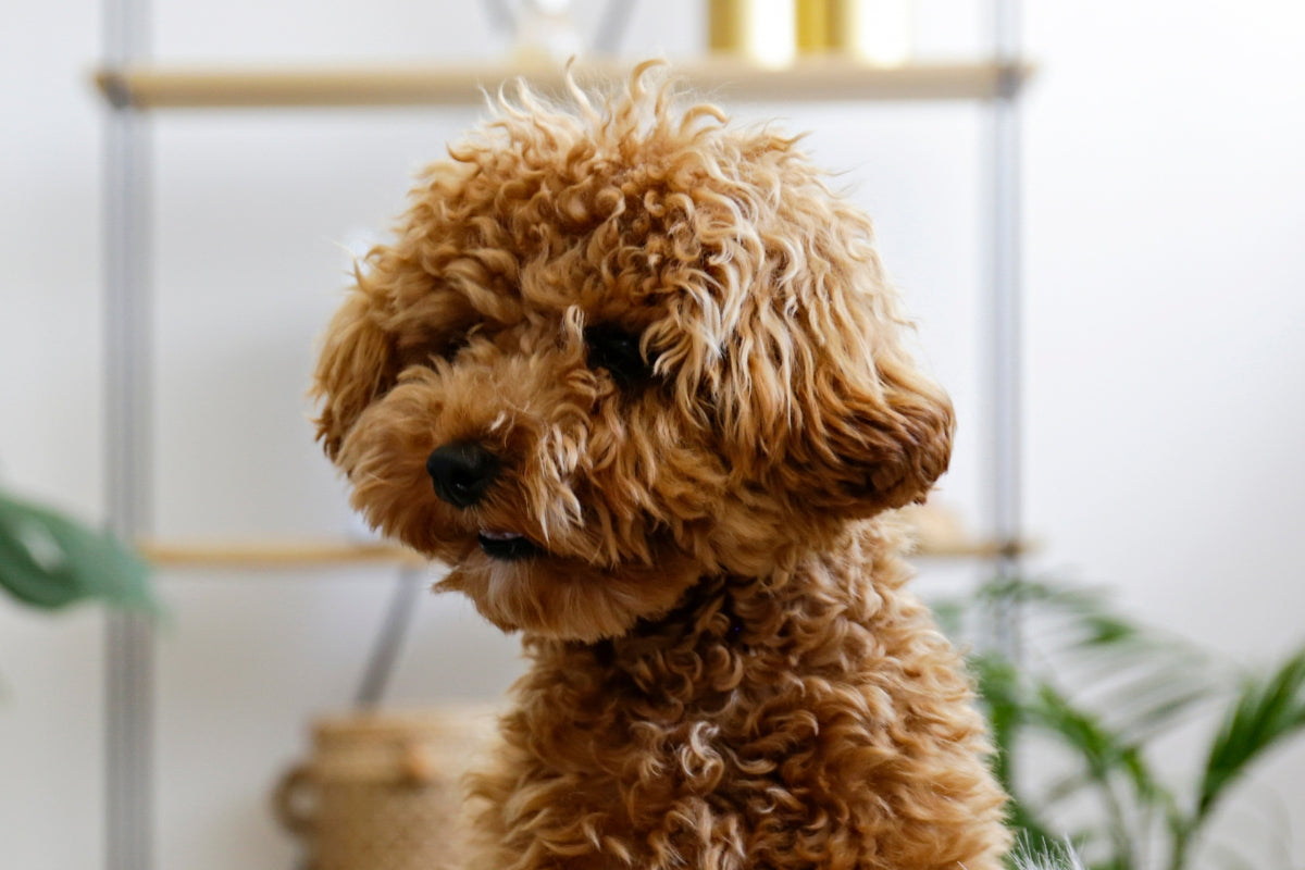 Dog Allergy: Which Dogs Are Hypoallergenic?