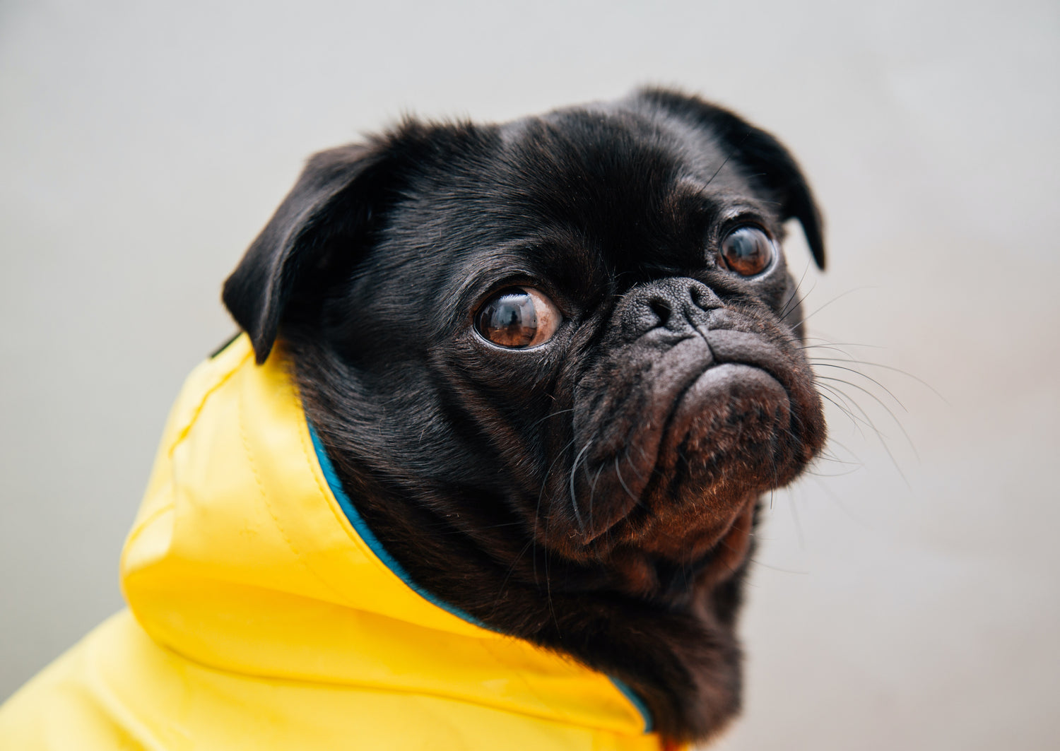 "Why are my dog's eyes red?"