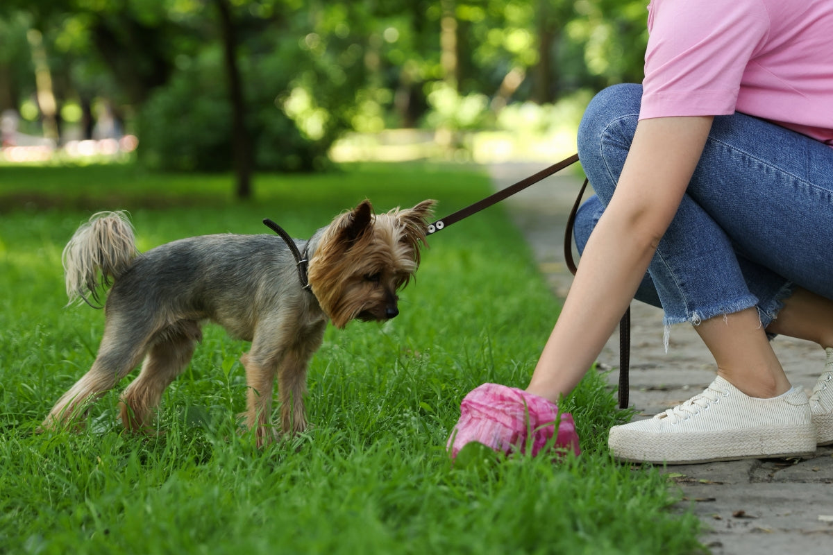 Why do dogs eat poop?