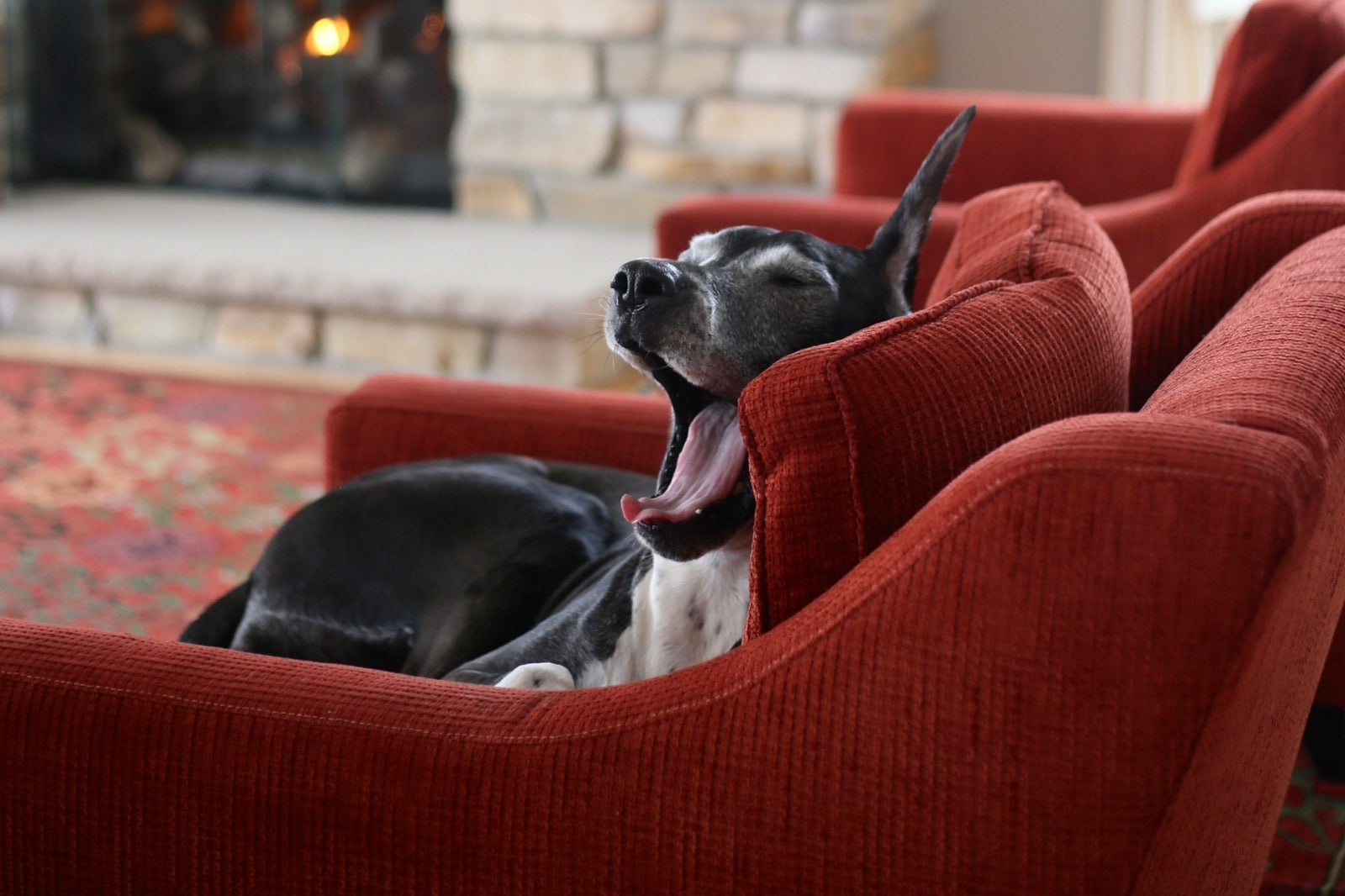 Why do dogs yawn