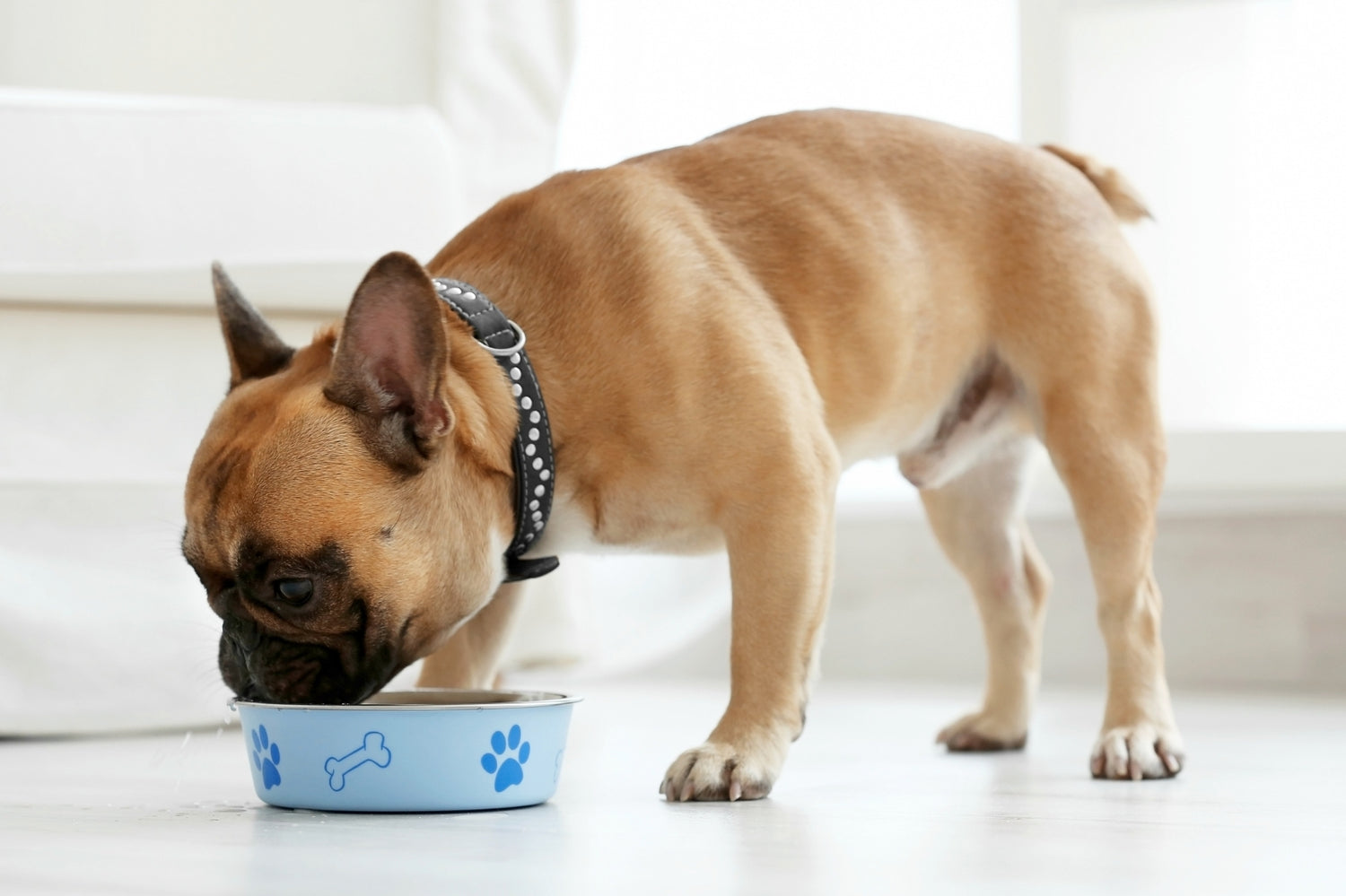 Why Is Your Dog Drinking So Much Water?