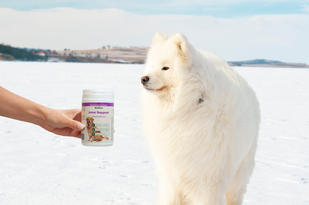 Winter Joint Care Tips for Senior & Active Dogs