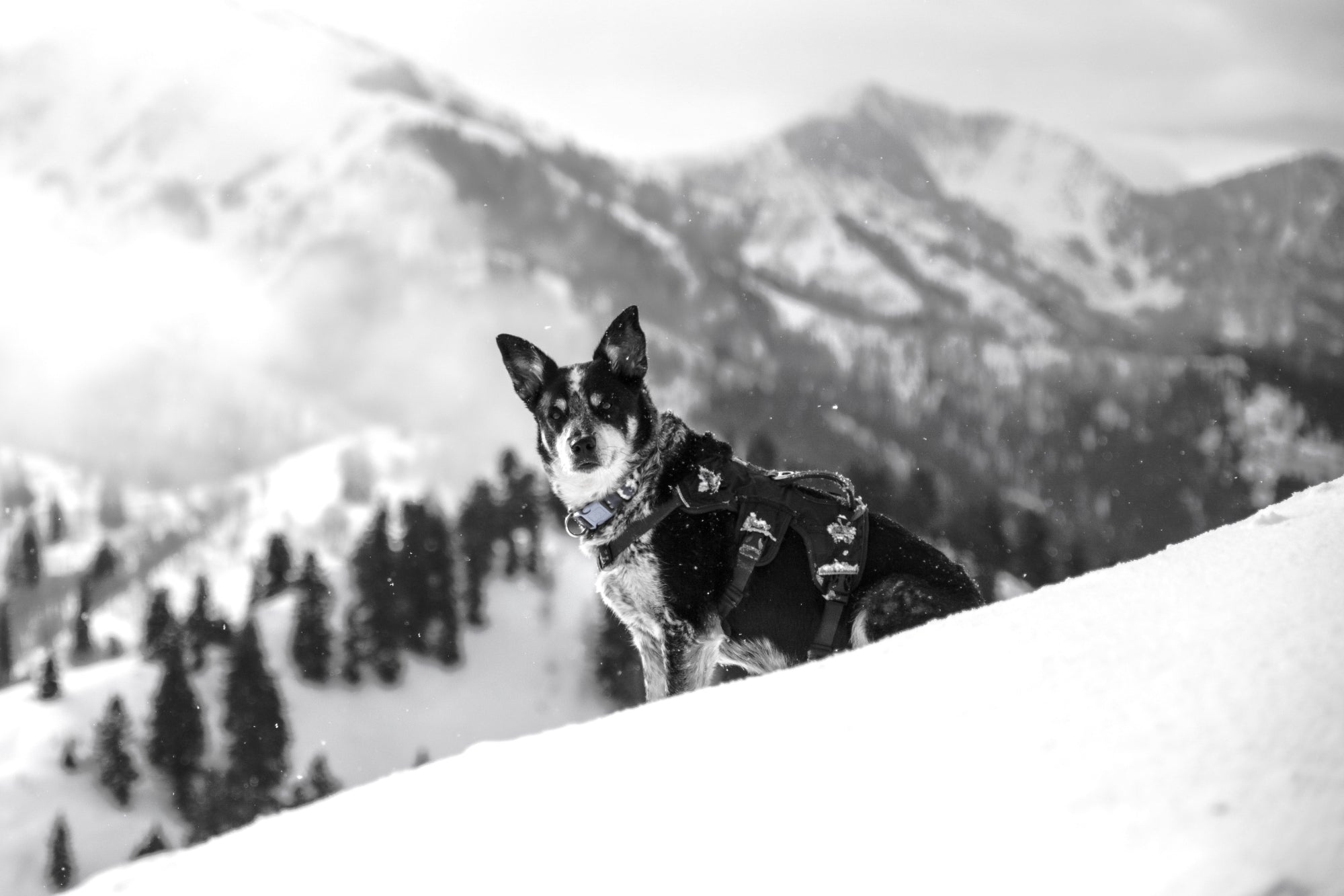 Best Snowy Destinations to Visit with Your Dog in the UK