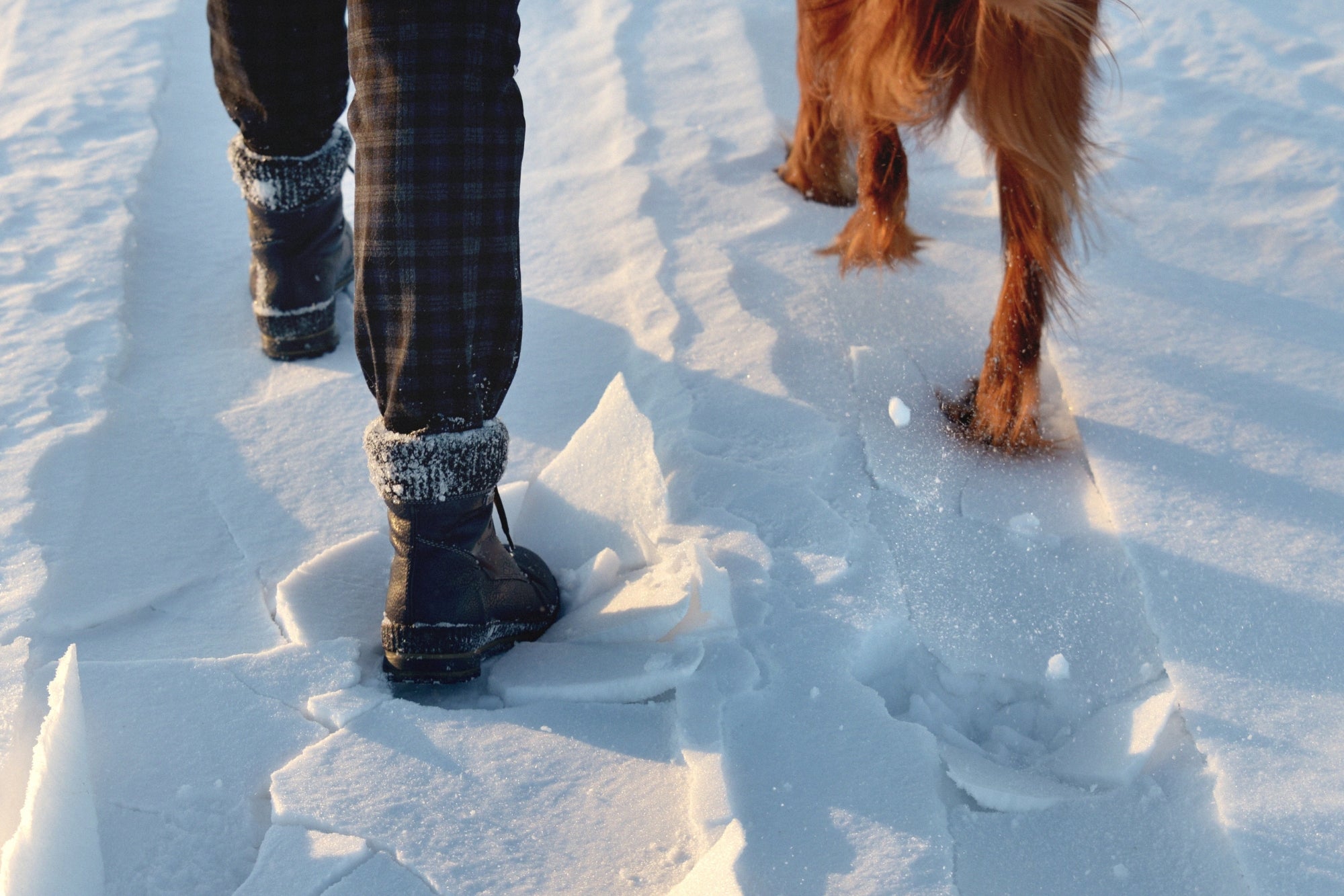 5 Winter Dog-Friendly Activities