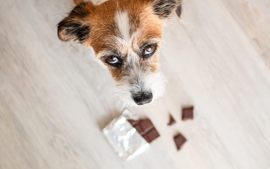 Dogs and chocolate: everything you need to know