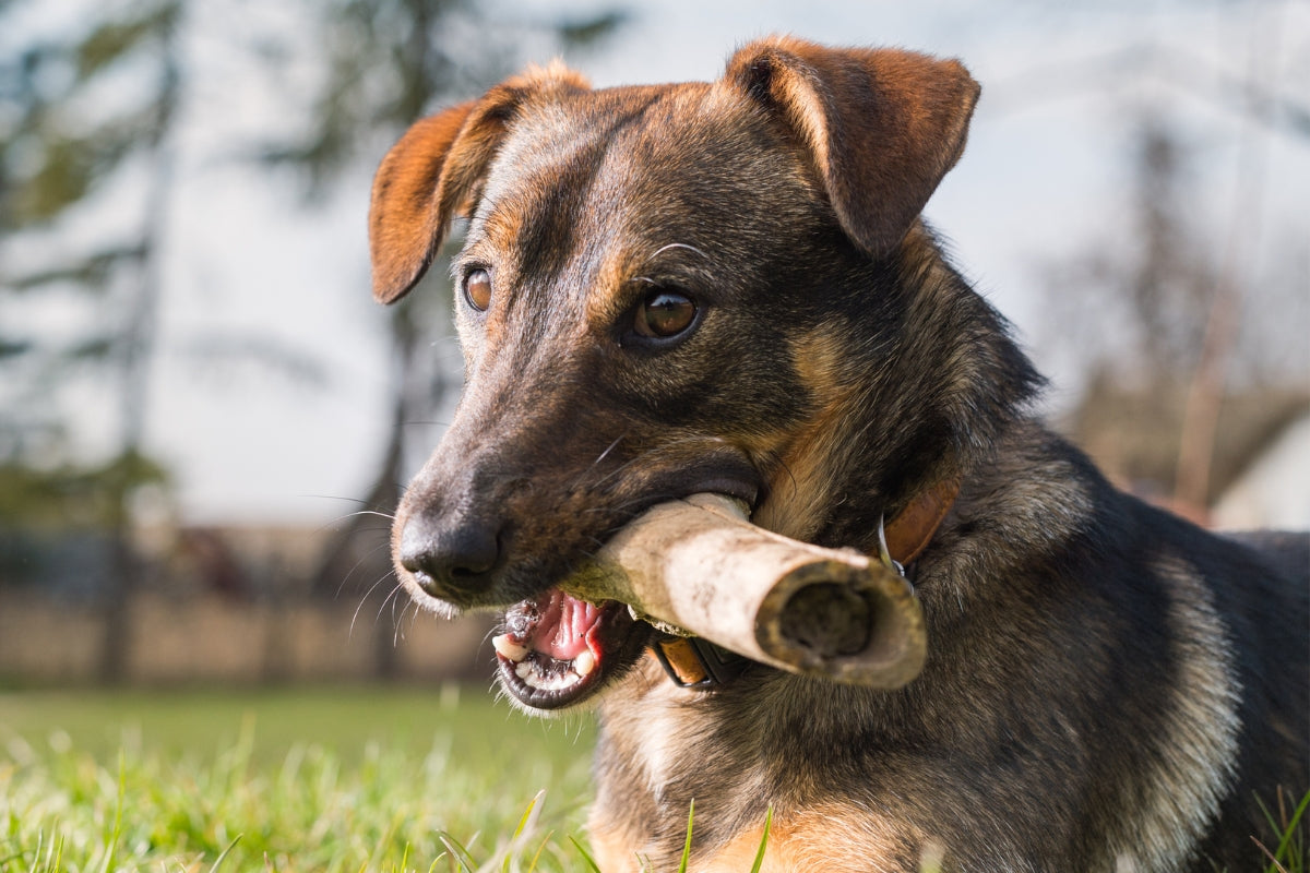 Can dogs eat lamb bones?