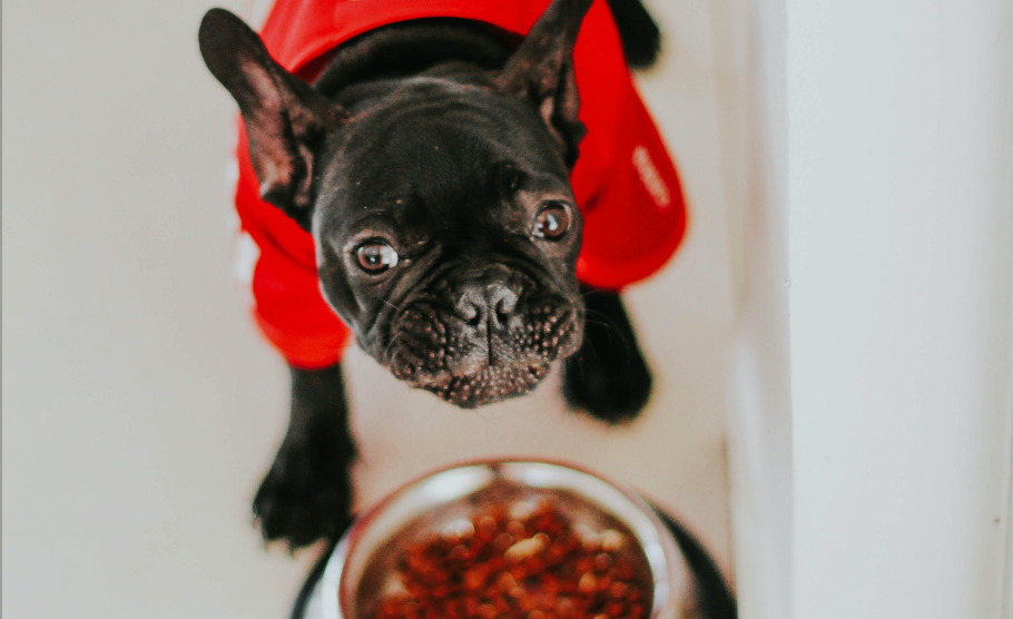 How strong is dogs' sense of taste?