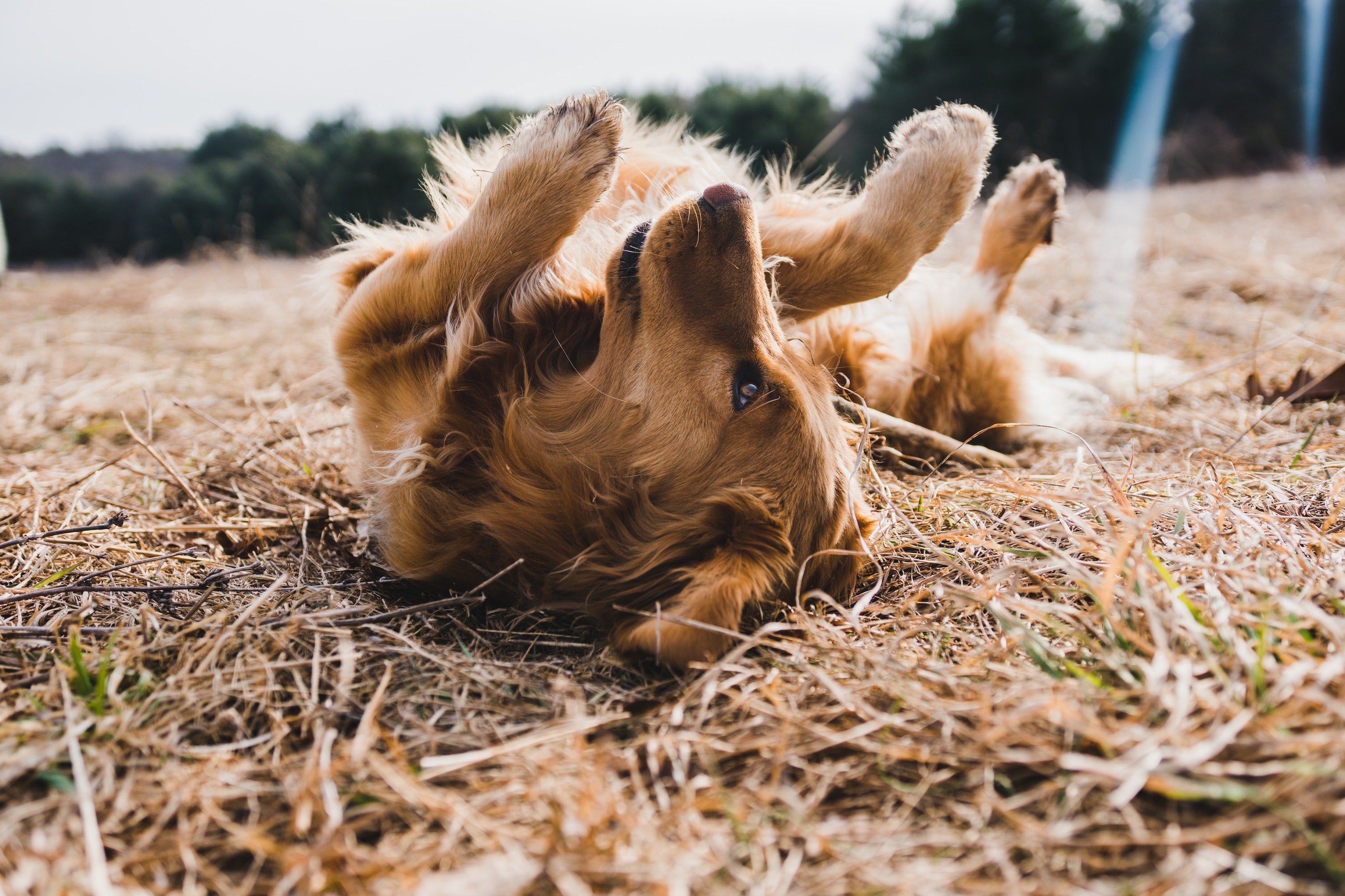 Which allergies can make your dog itch?
