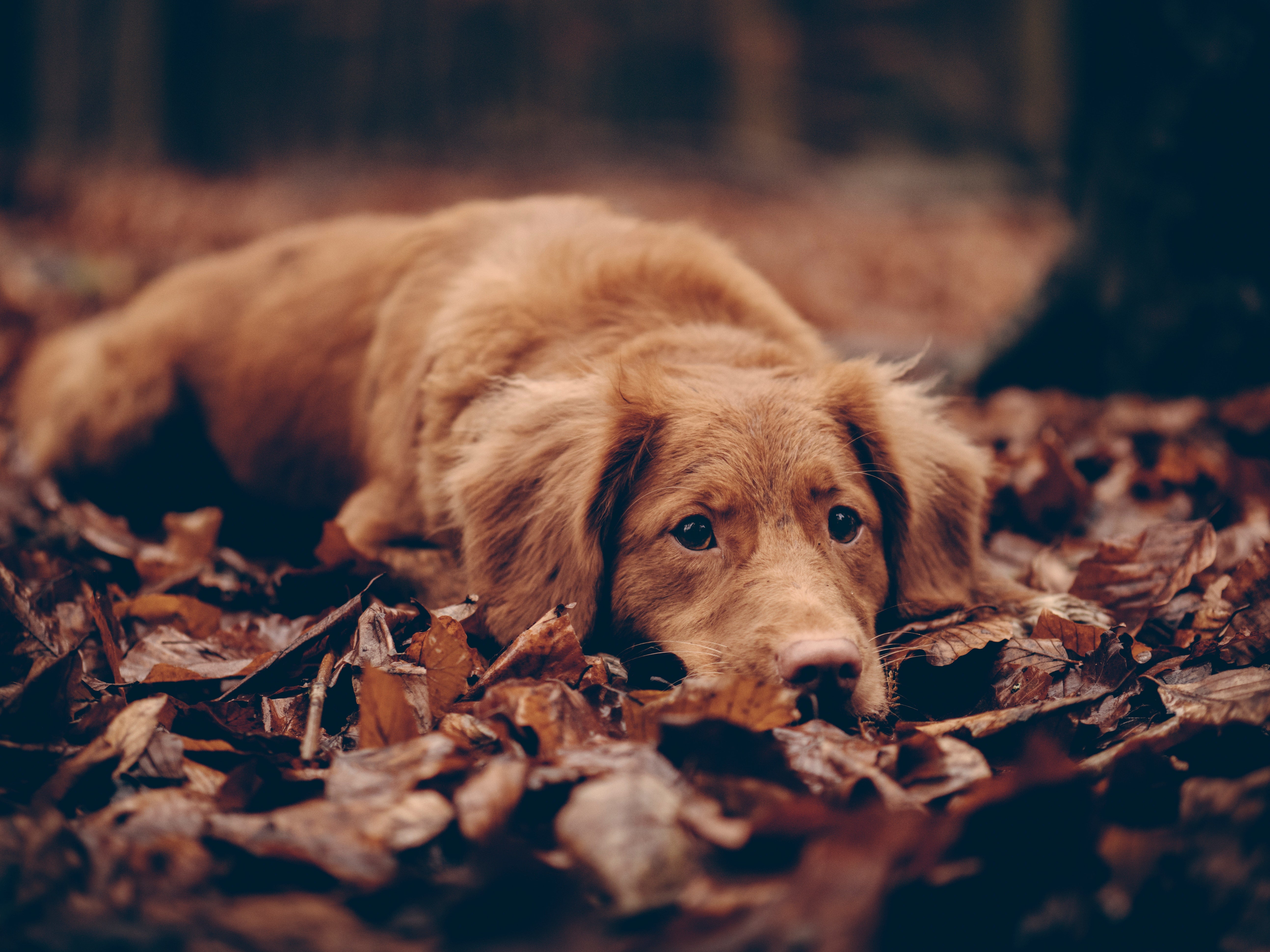 How to prevent Halloween and Bonfire Night dog anxiety