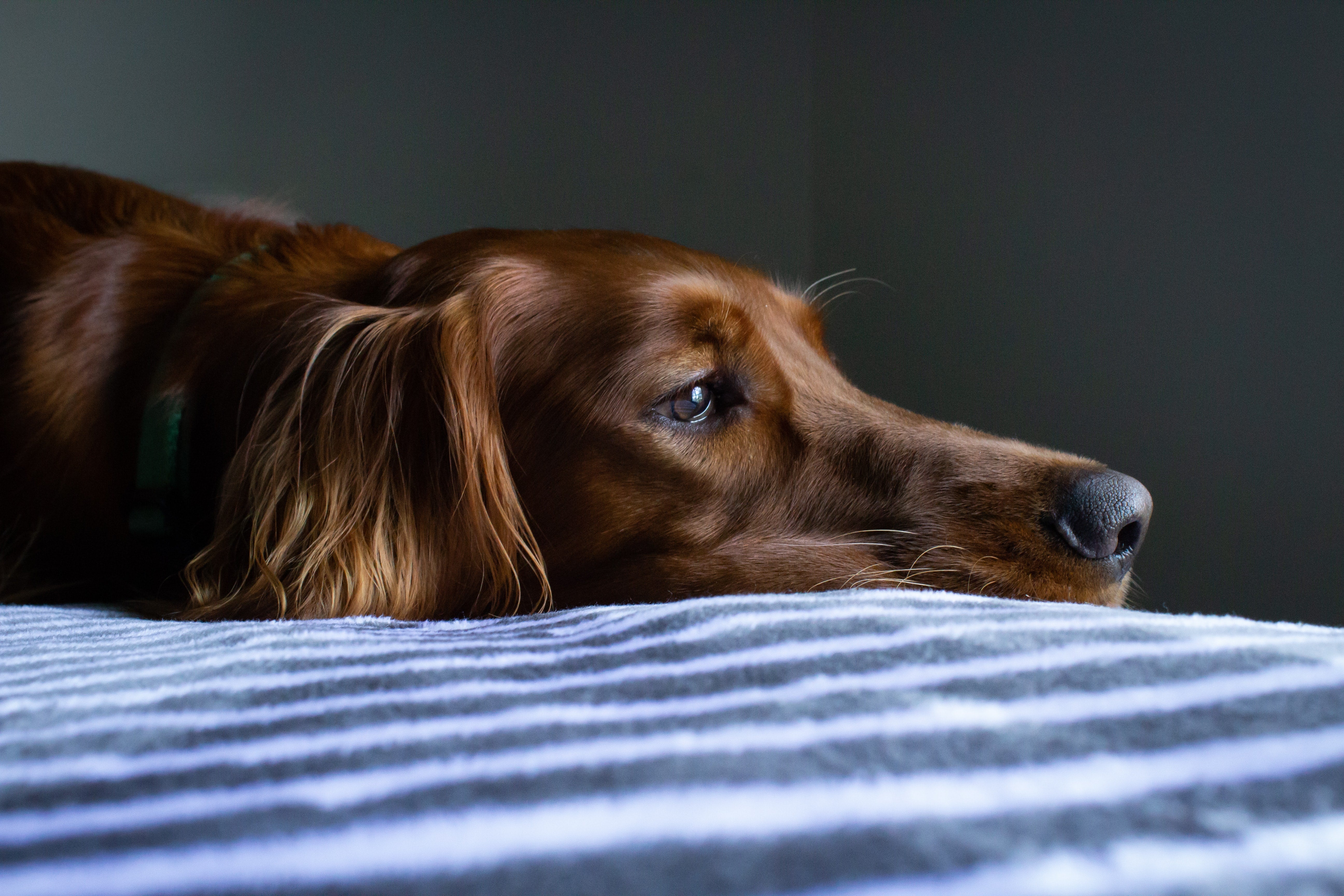 What causes fever in dogs and what to do?