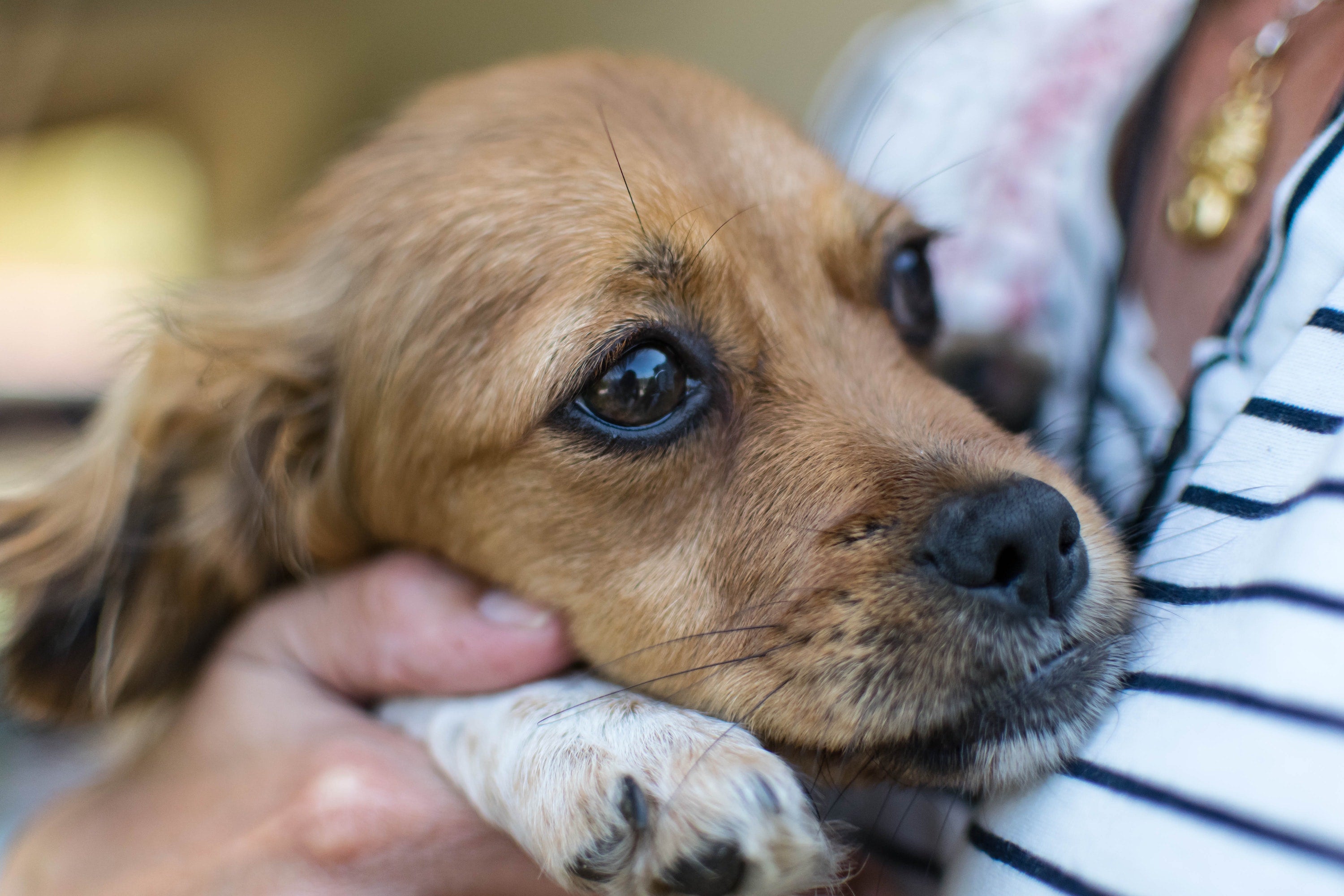 the signs of a panic attack in dogs