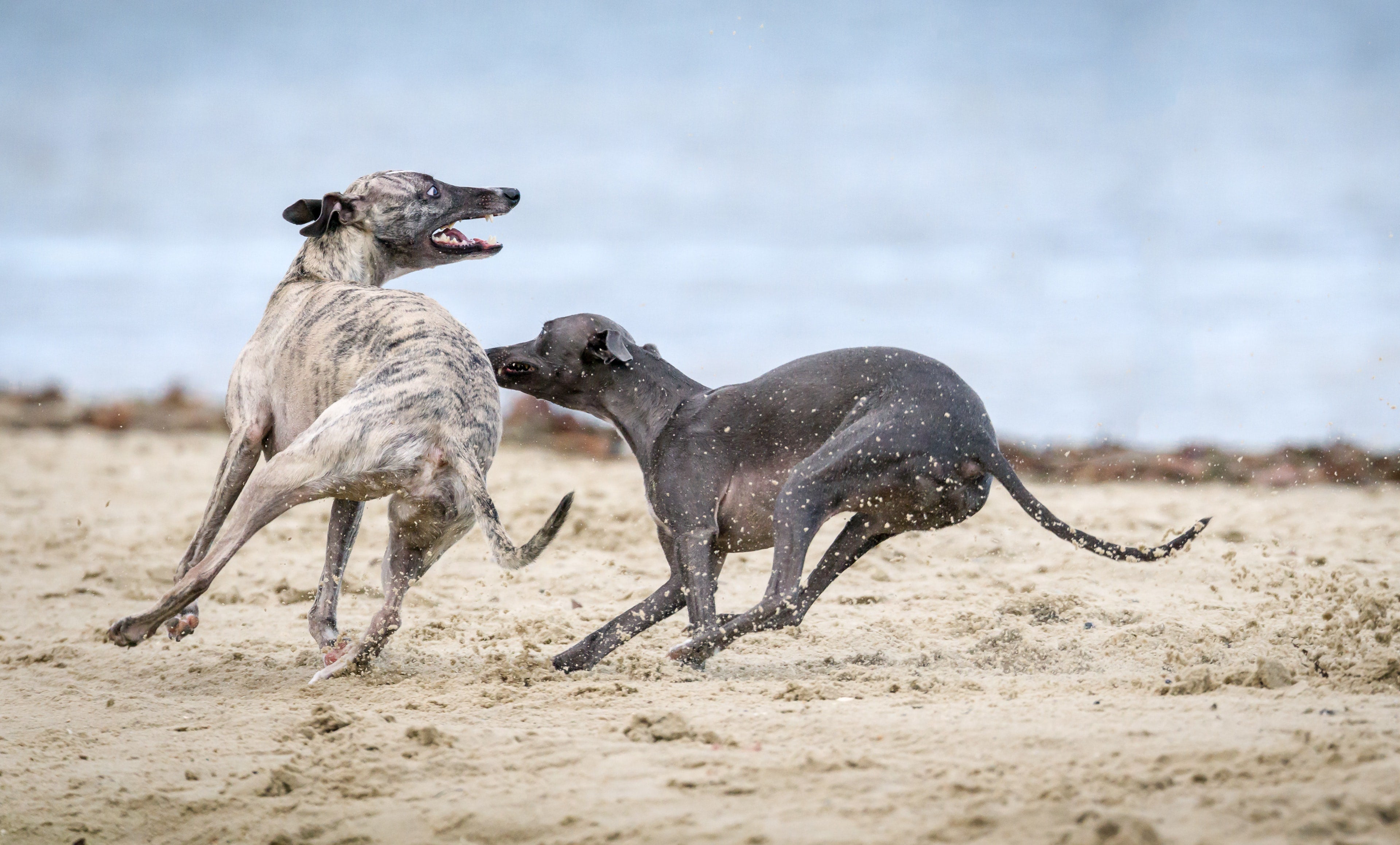 What are the fastest dog breeds?