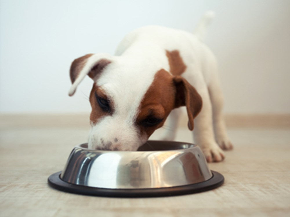 How much protein do dogs need every day?