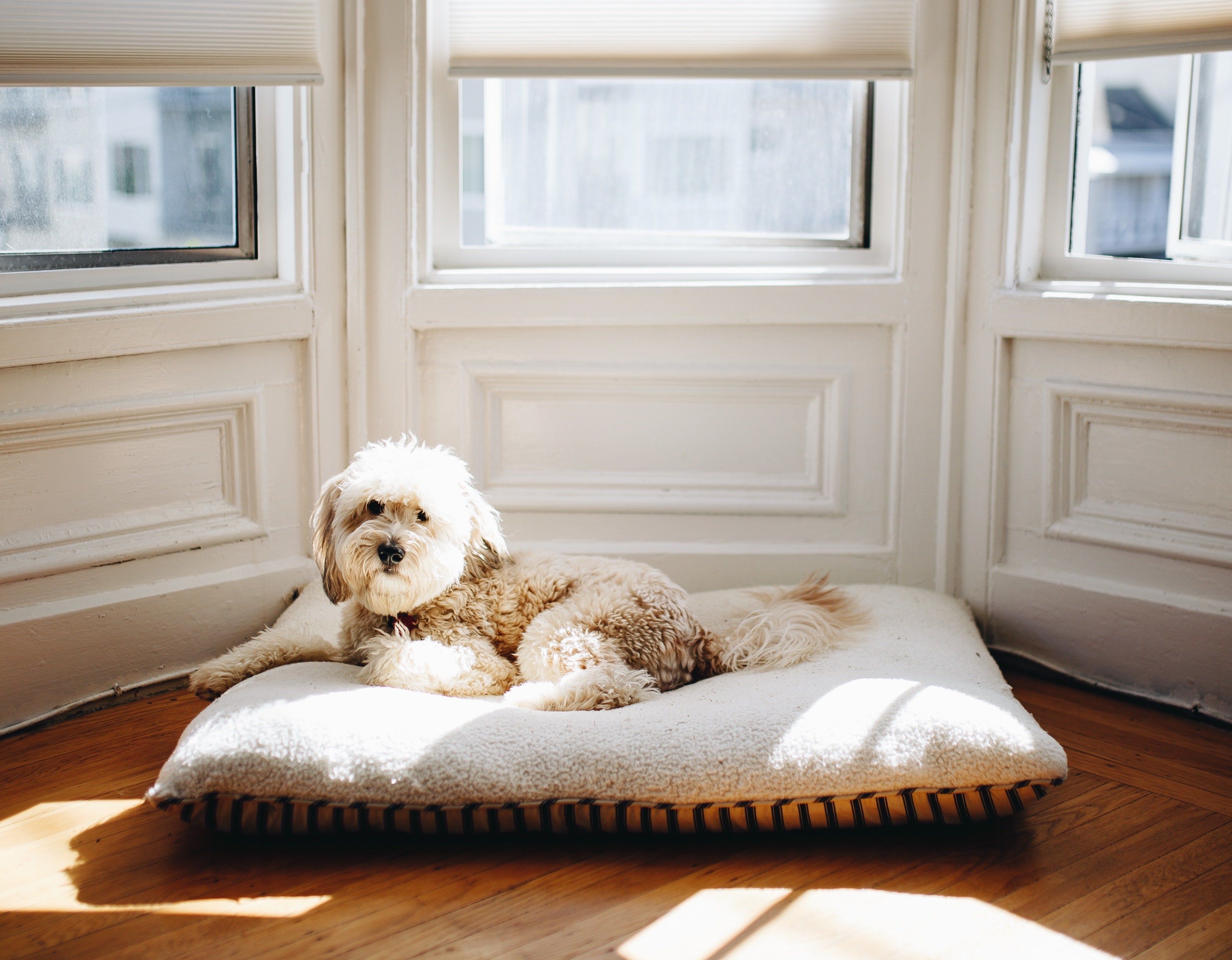 How to get your dog to sleep alone online