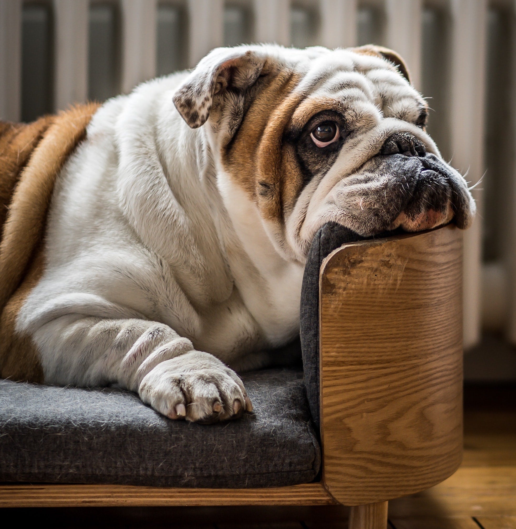 How to help your overweight dog get back to a healthy weight