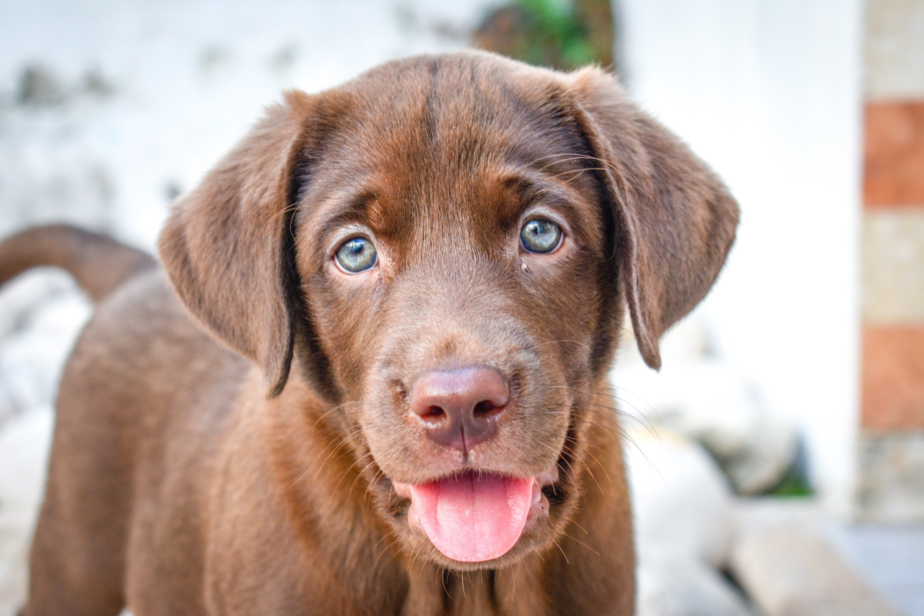 10 interesting facts about the most popular dog breeds