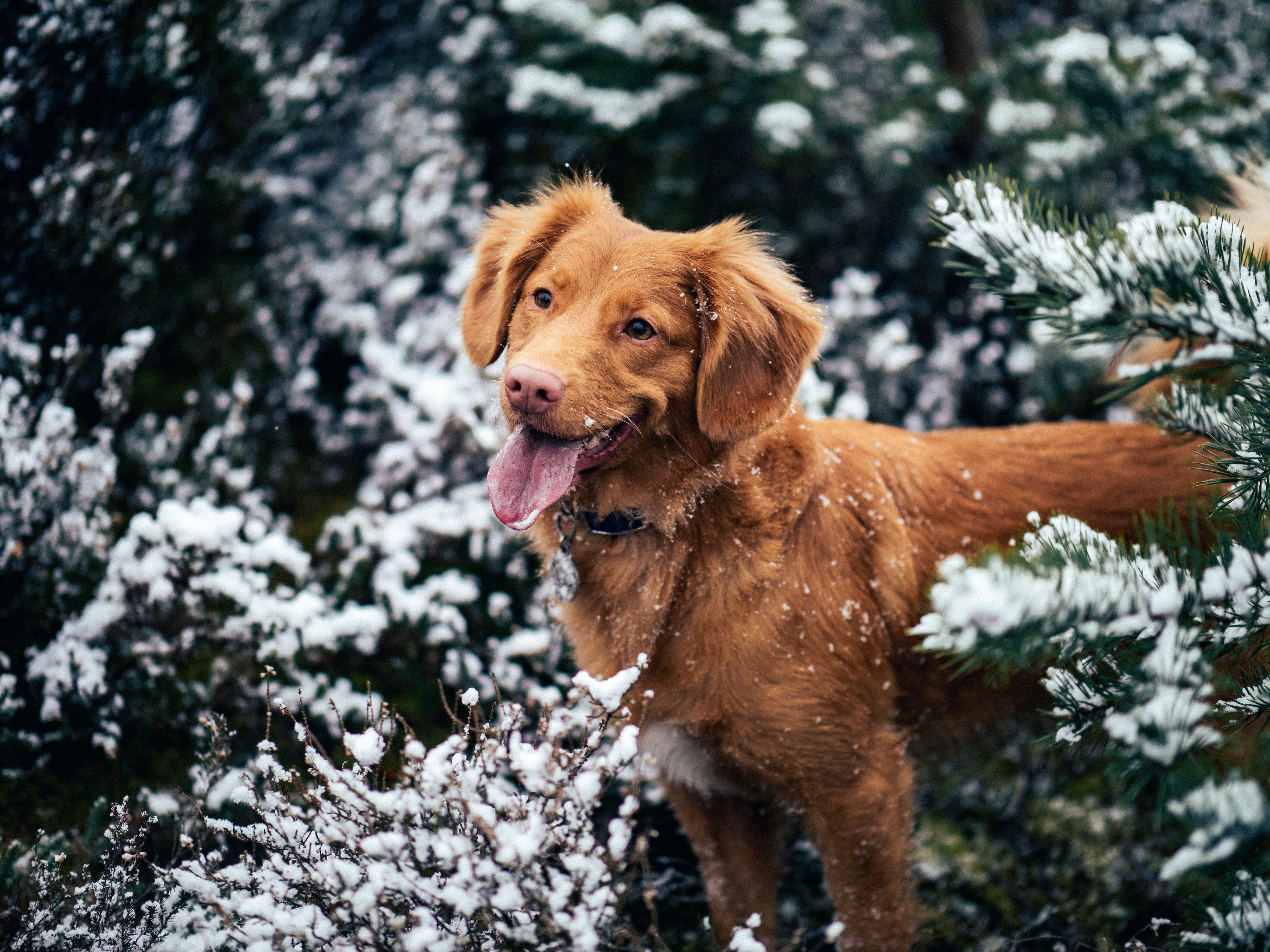 Winter dog - 5 tips to get a dog ready for winter