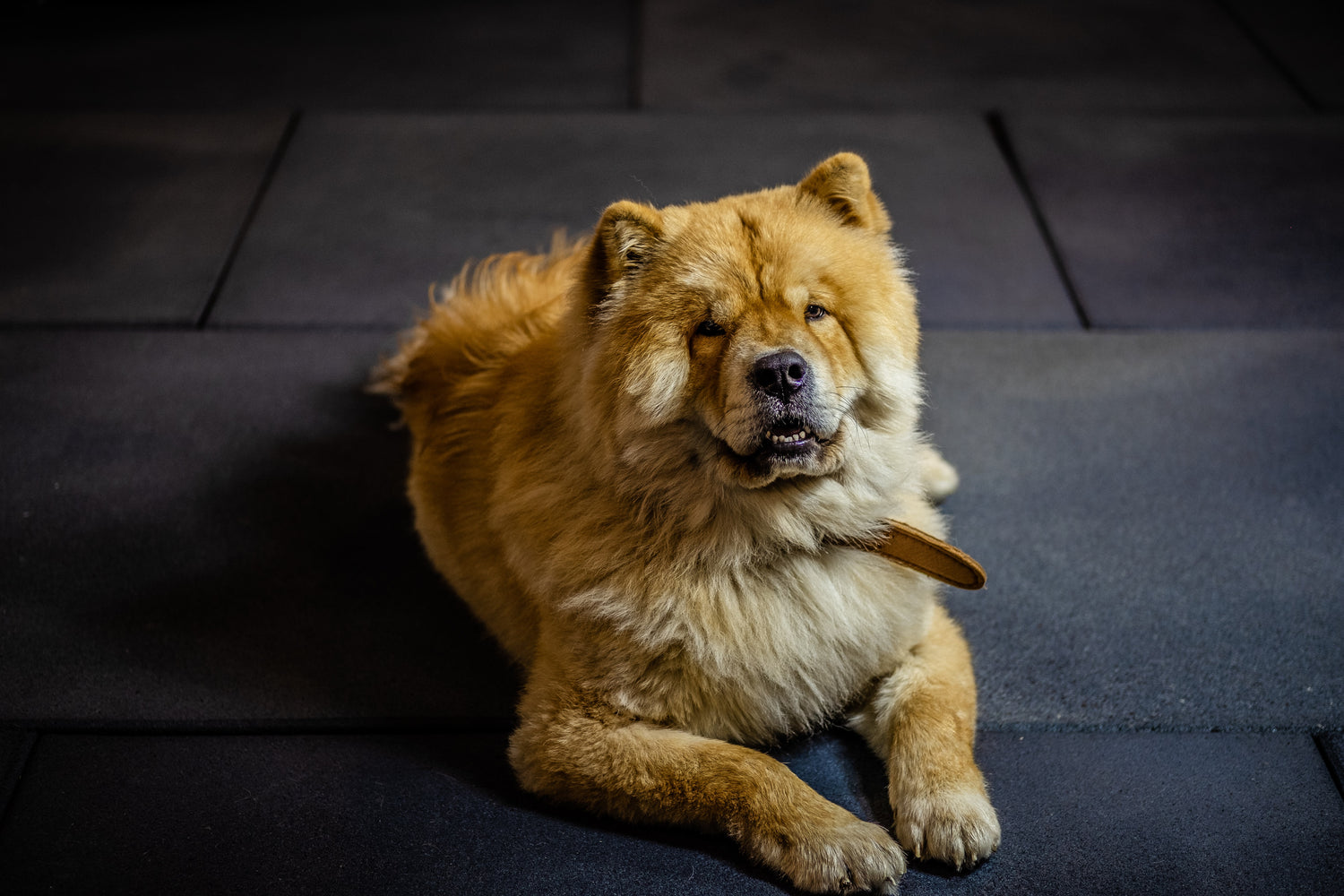 How to keep your dog cool without AC in your home