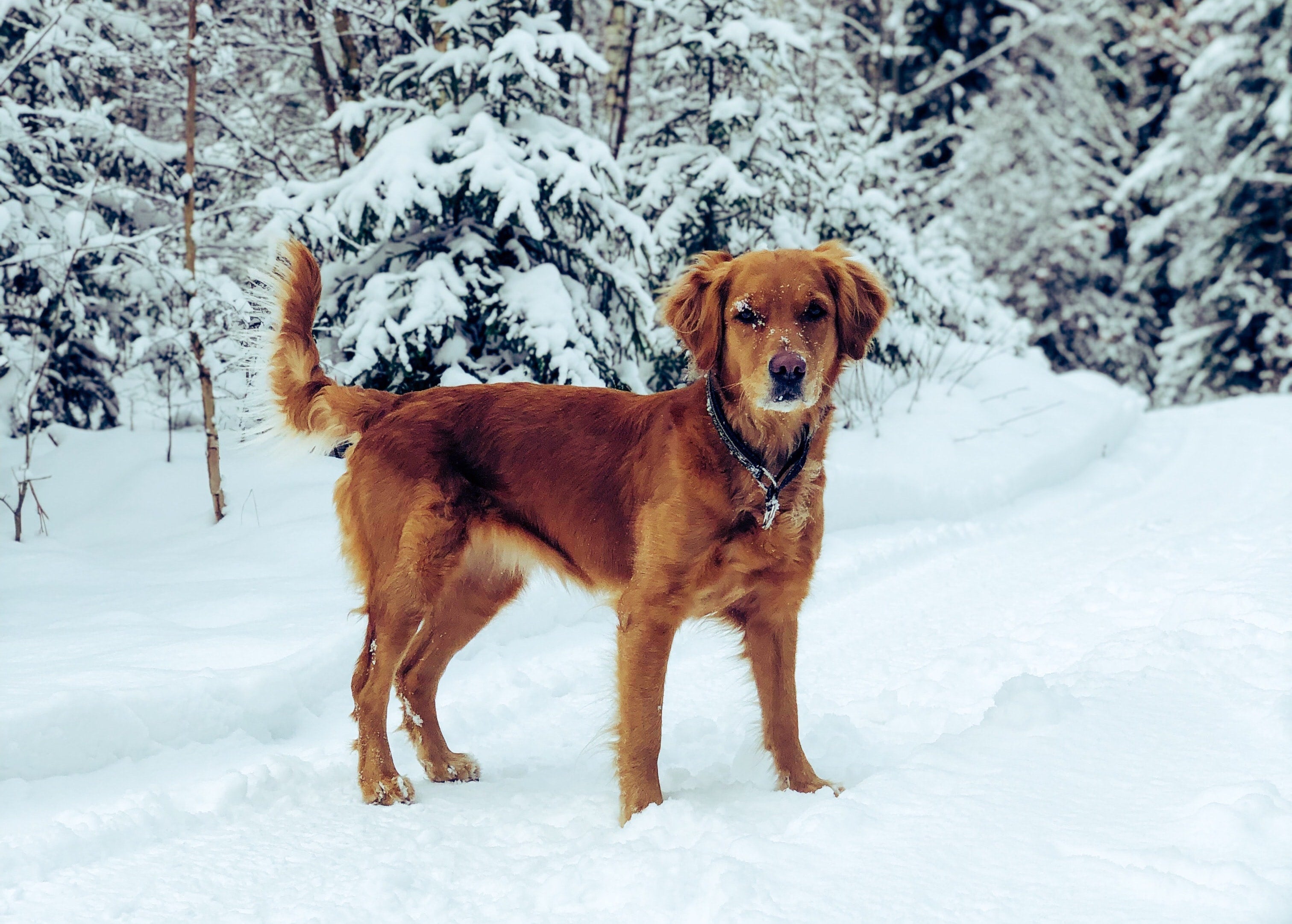 5 Winter paw care tips for your dog