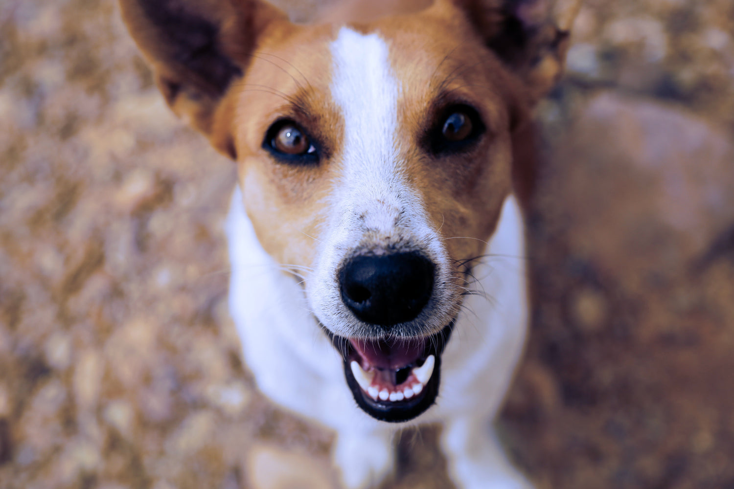How to stop a dog jumping up on people?