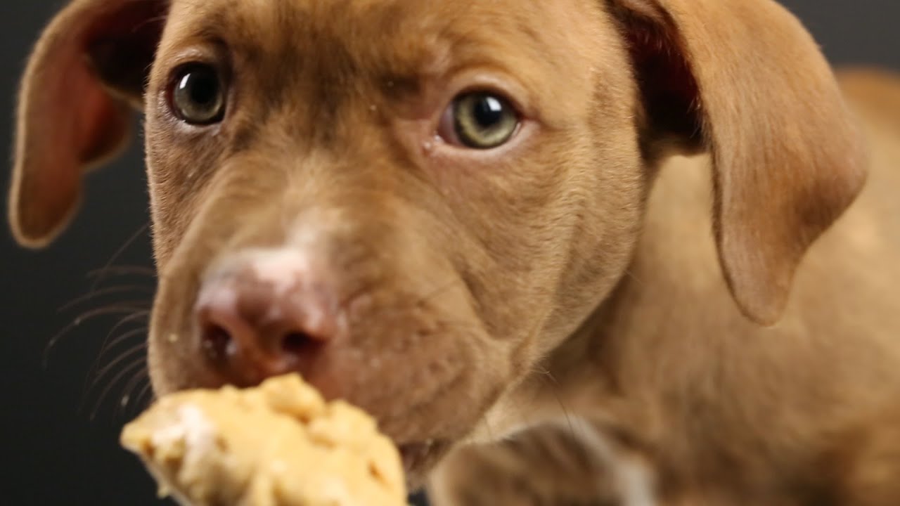 Can Dogs Eat Peanut Butter?