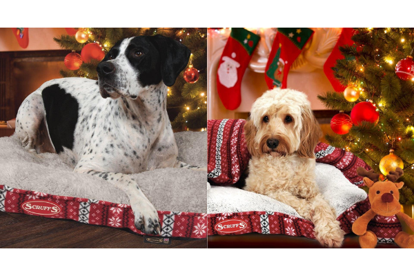 7 must-have to get your dog ready for Christmas | Dogmas Series