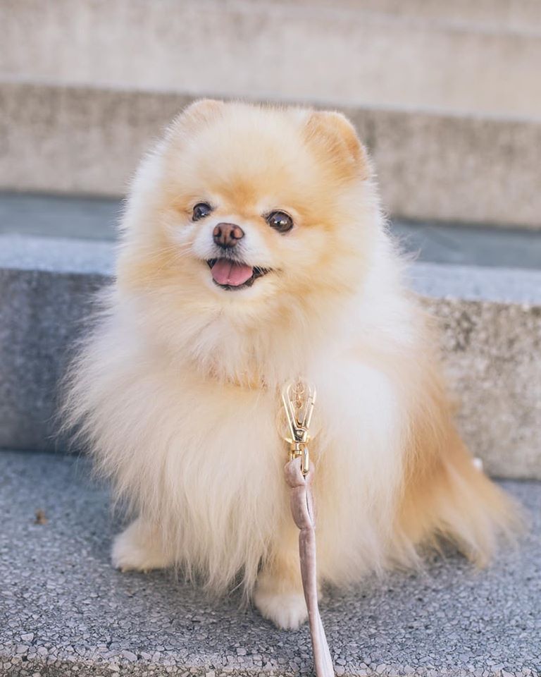 MyPetSays new Grain Free Small Breed Puppy recipe: Turkey, Duck, Sweet Potato and Dill